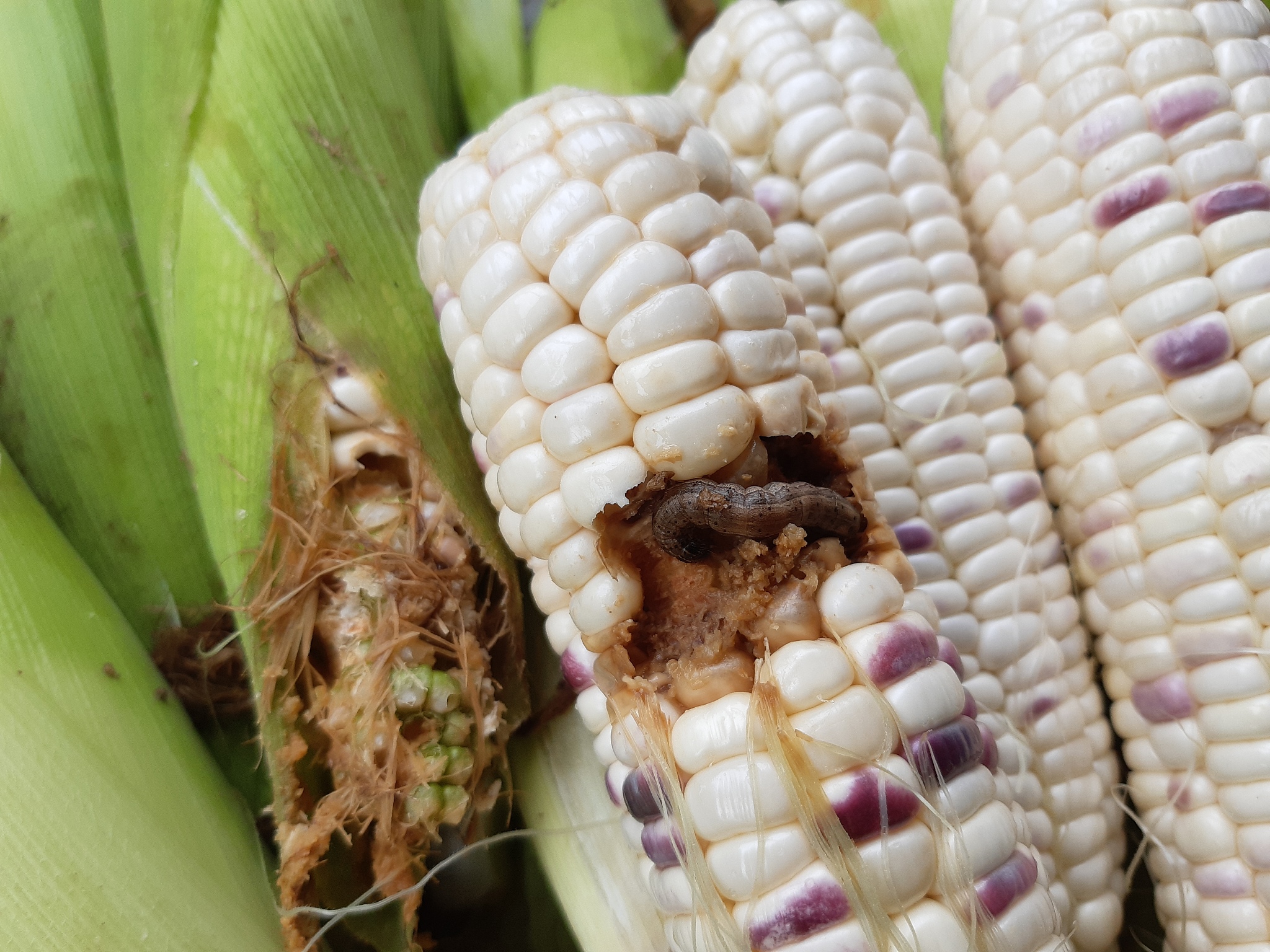 corn worms eat farmers' produce.
