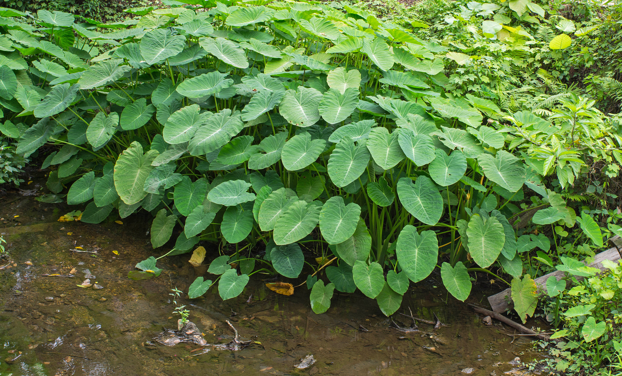 taro plants growing on the stream