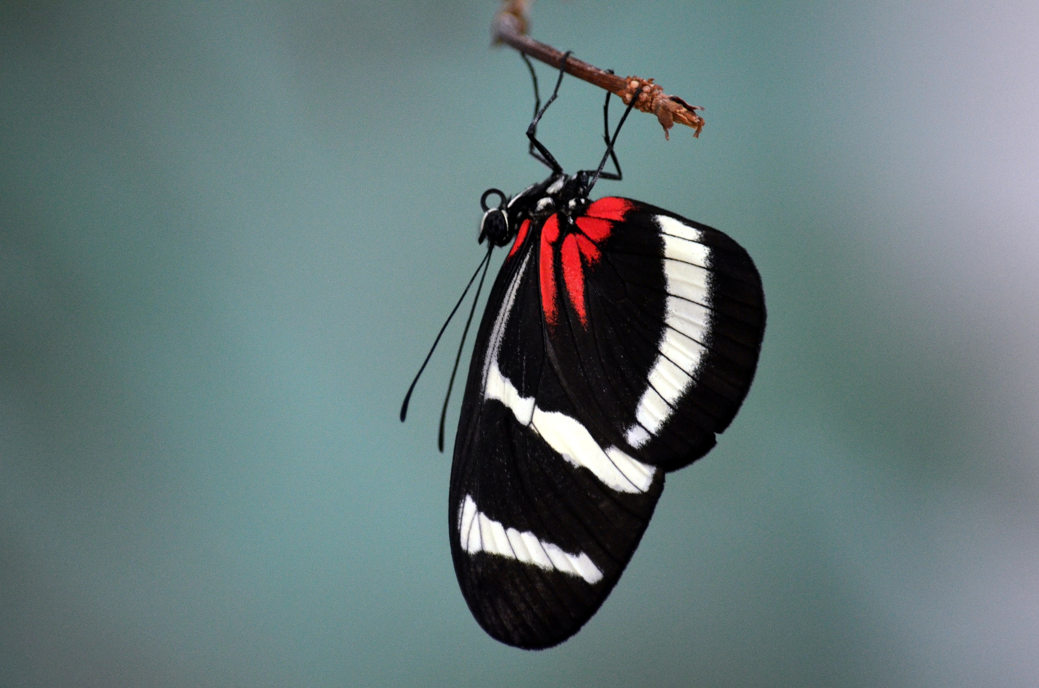 butterfly life style