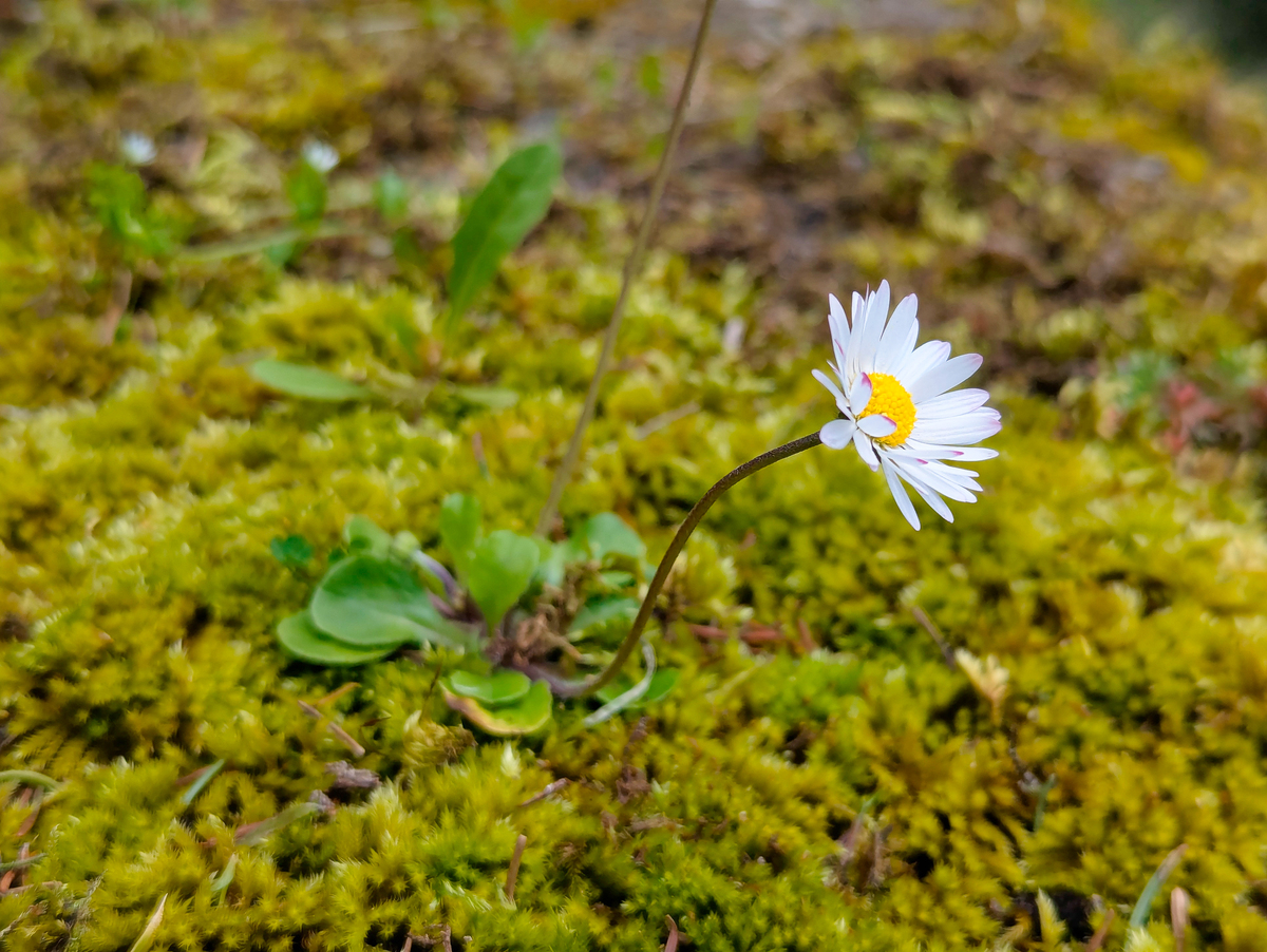 以我的毅力和烦恼为题写一篇600字作文第一段要用迎春花