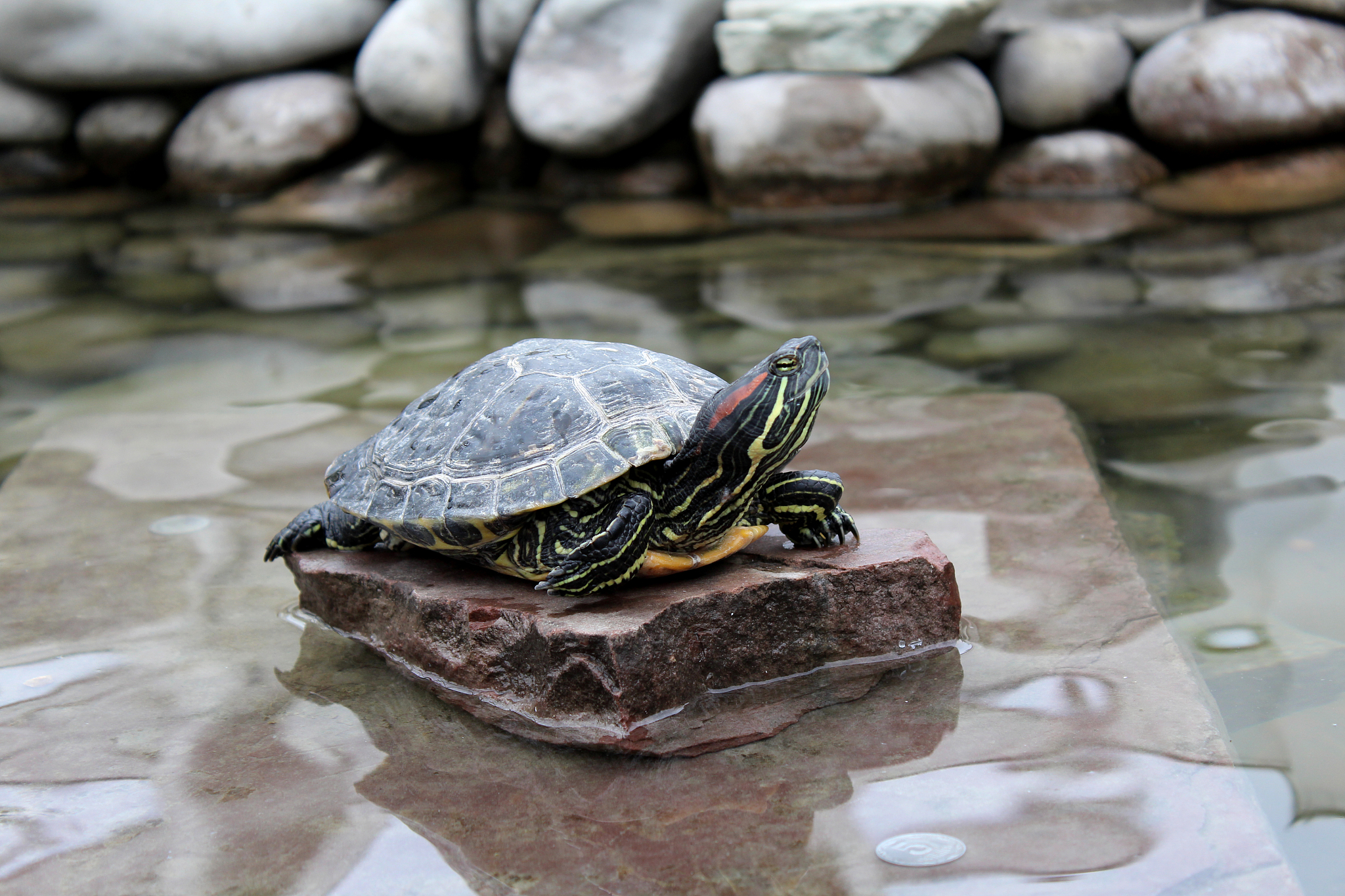 nature image