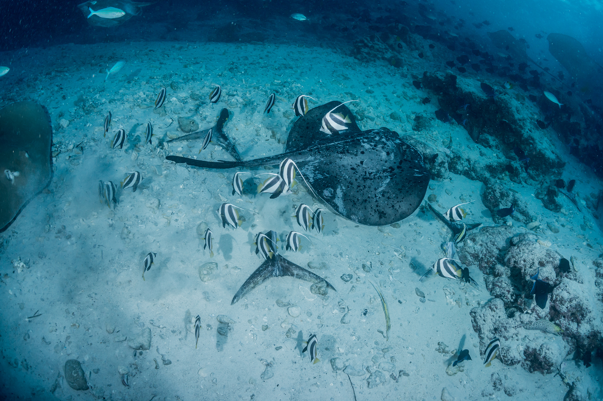参宿是电影《深海》中一个患有抑郁症的女孩子请你了解深海的剧情后回答我她最后为什么决定活下去
