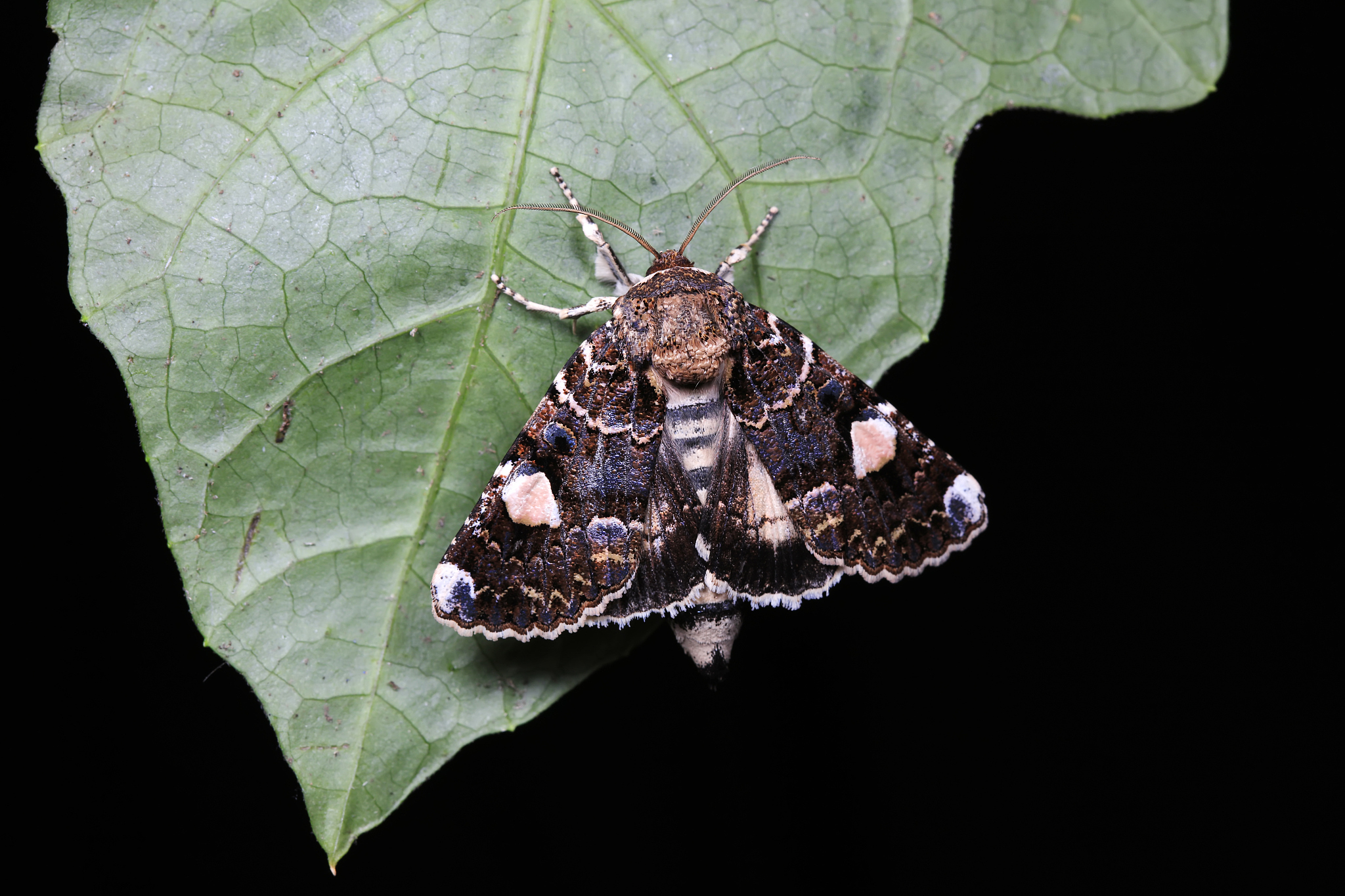 moth insectsclose-up of photo