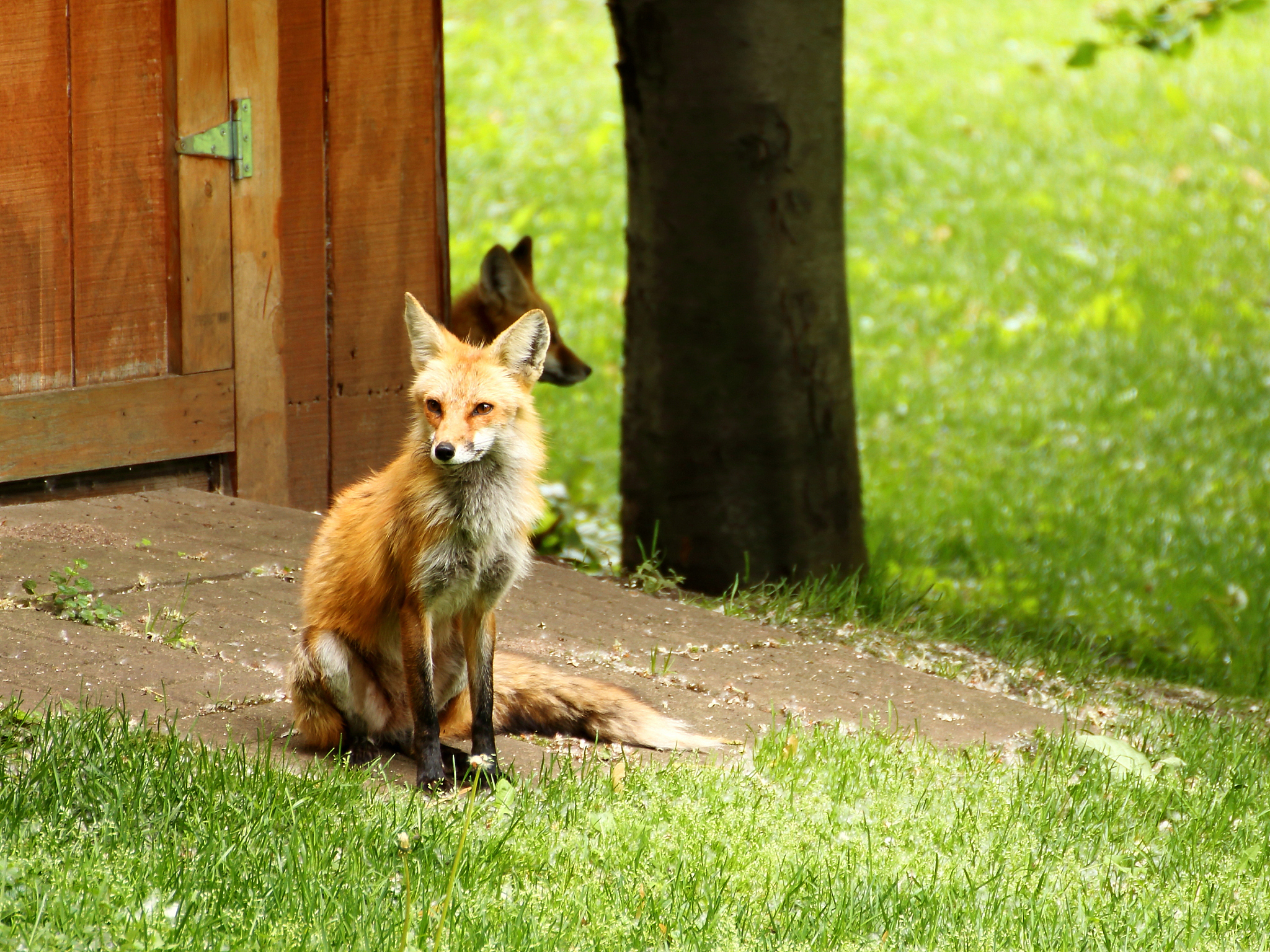 可爱狐狸草地休憩图 - 阳光下放松的场景