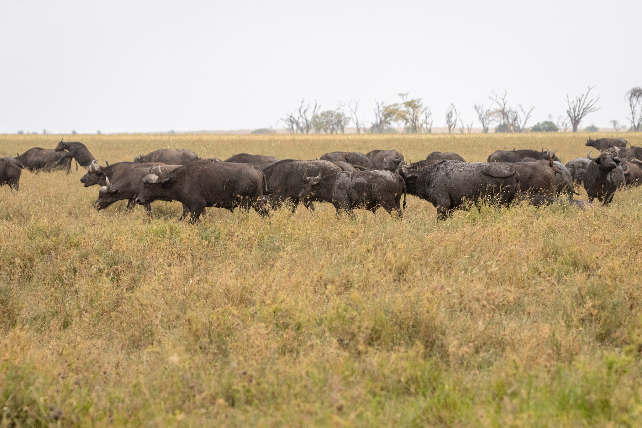 water buffaloes in serengeti national park, tanzania