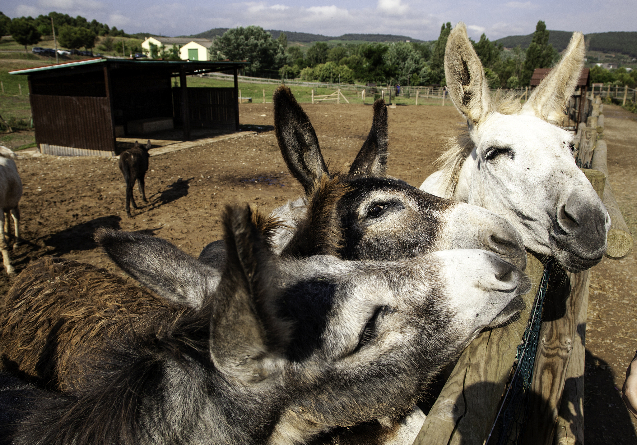 donkeys on a farm