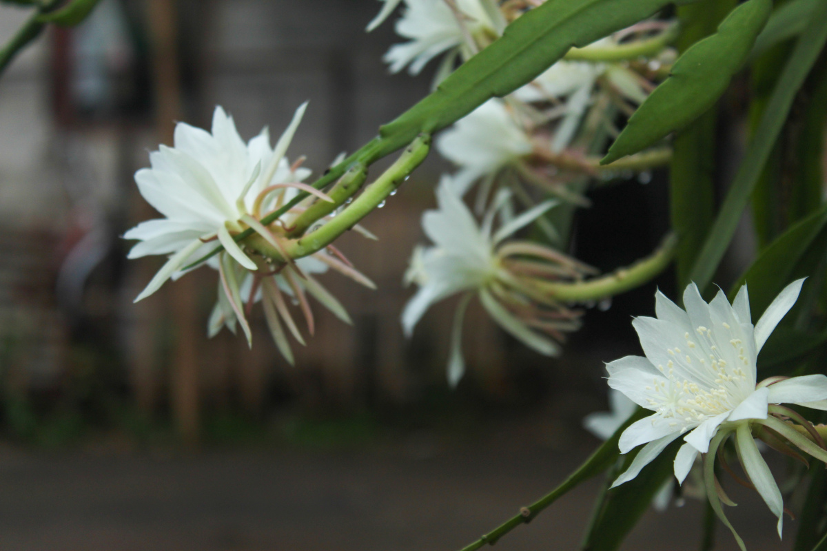 昙花常见的病虫害，附防治方法