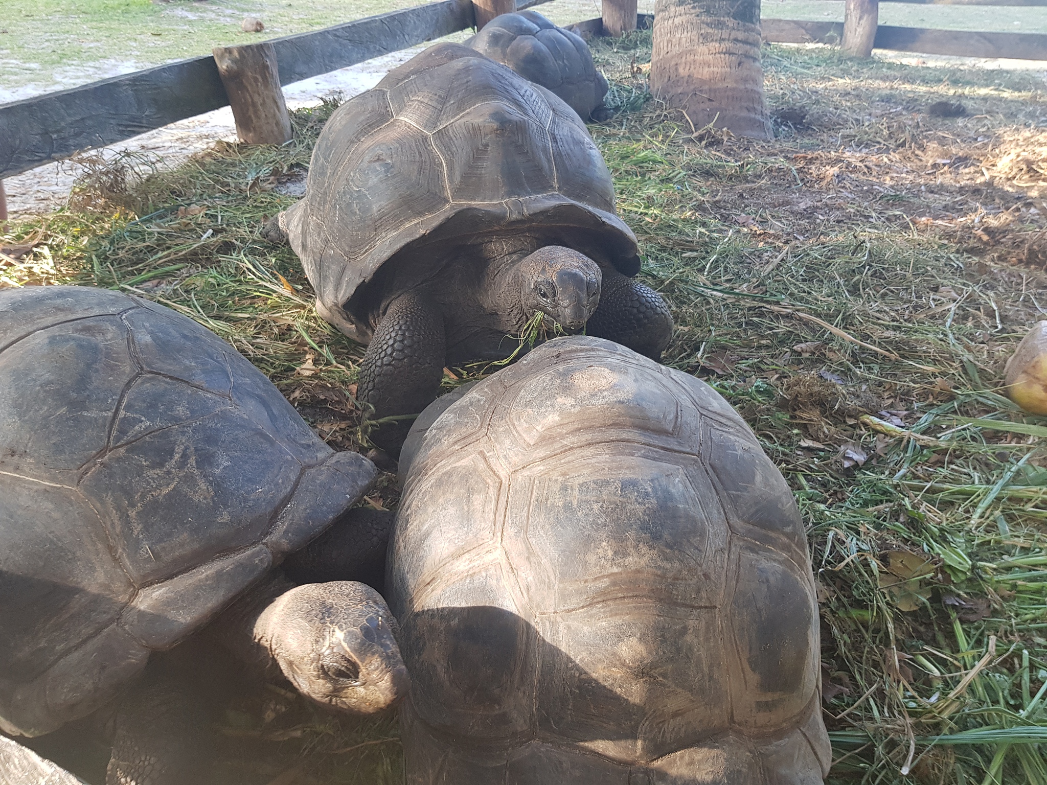 seychelles tortoise