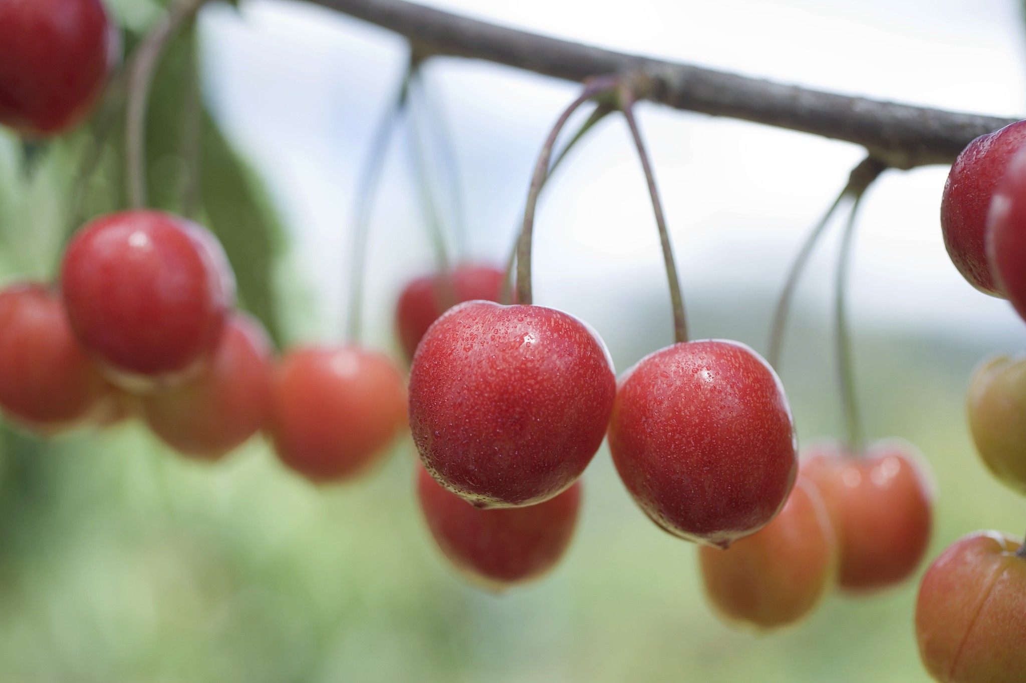 cherries on branch