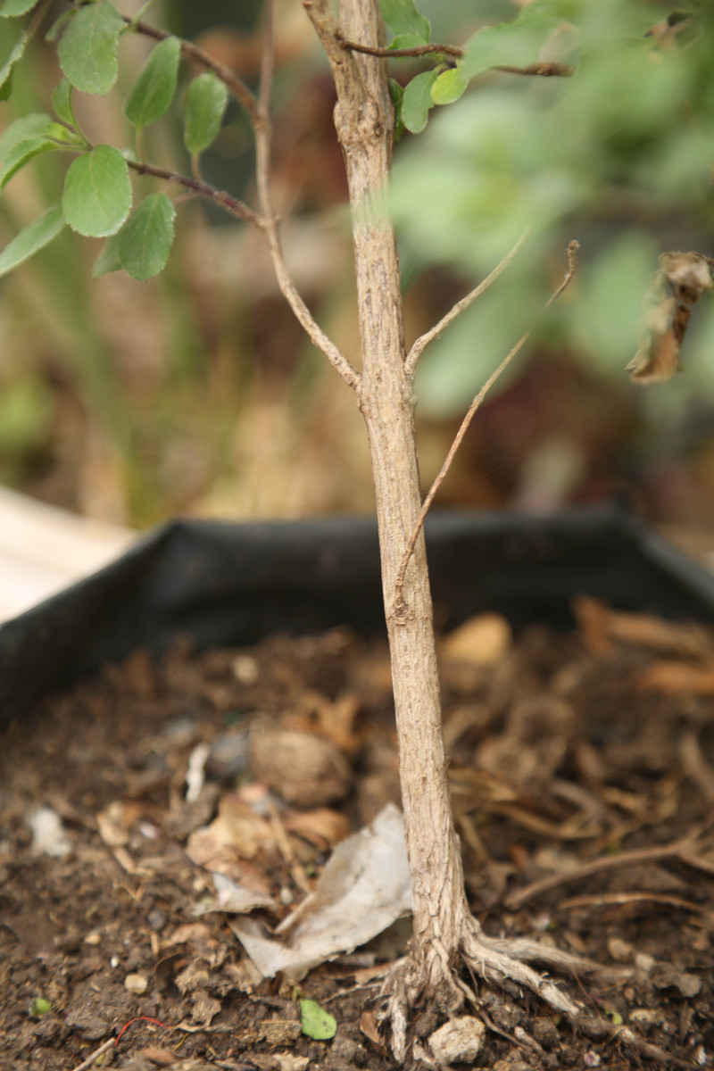 山楂树叶黄怎么办？快速解决方法！