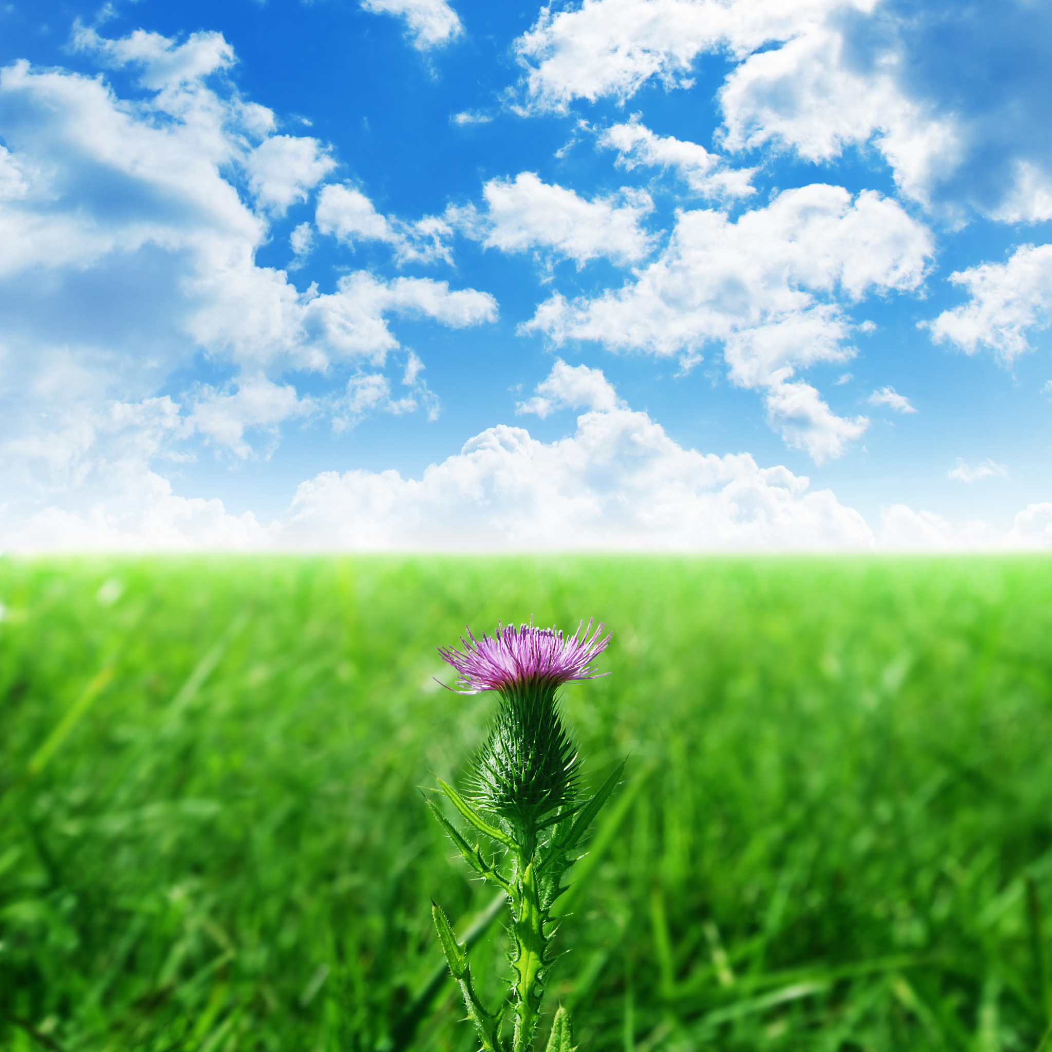 wildflower in the field and blue sky.