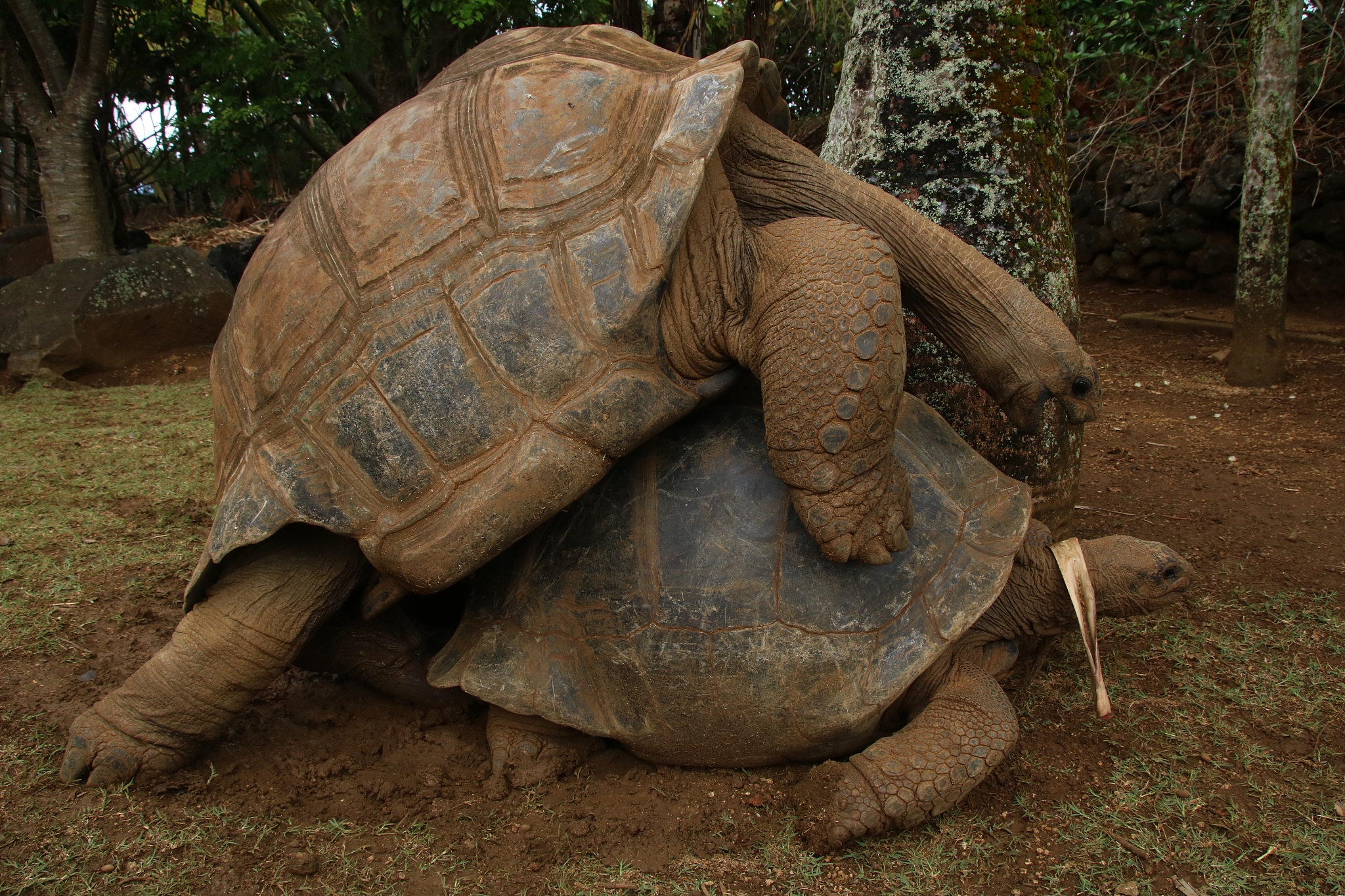 sex of aldabra giant tortoise, dipsochelys gigantea, mauritius, 