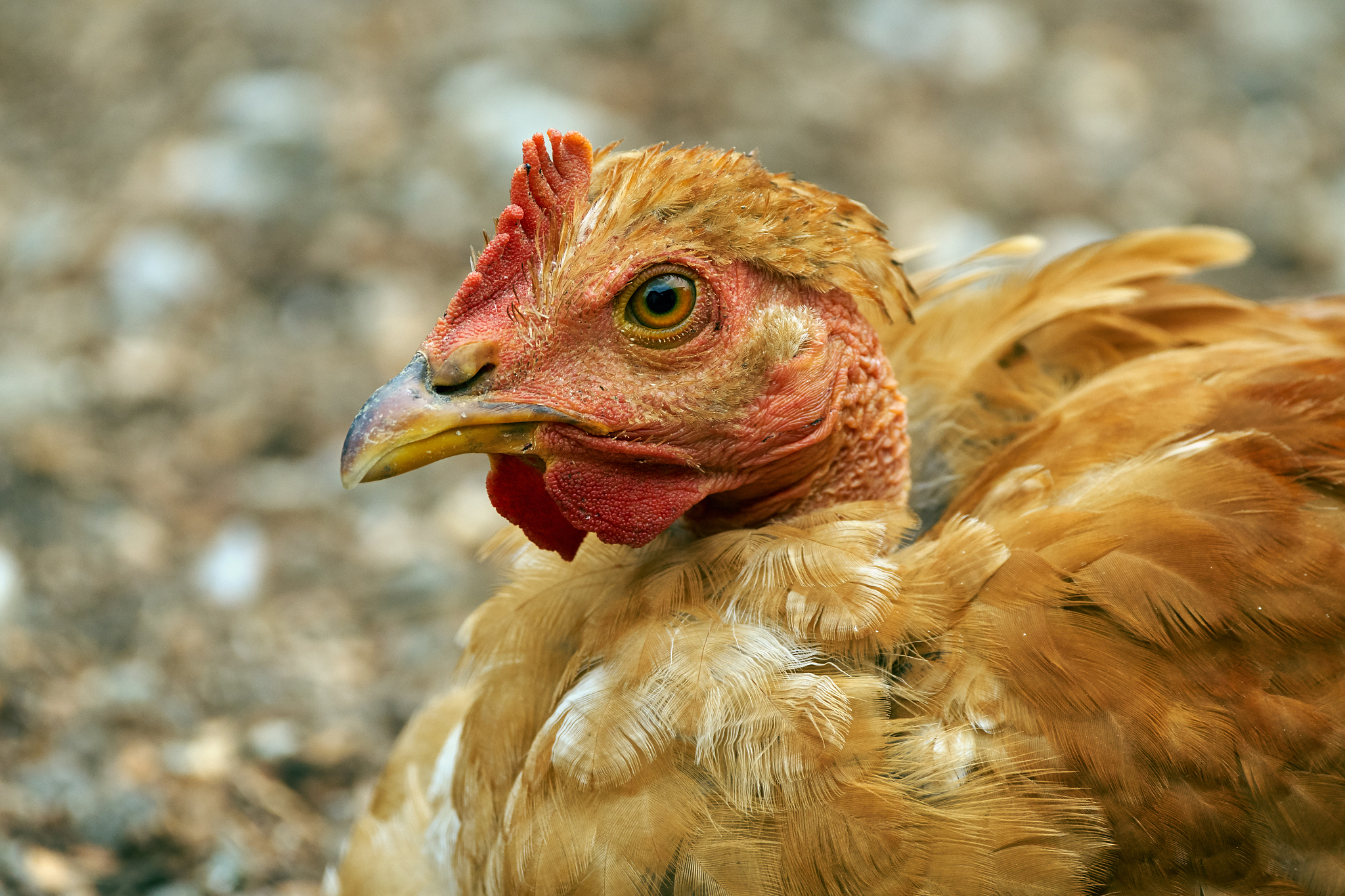 brown chicken closeup