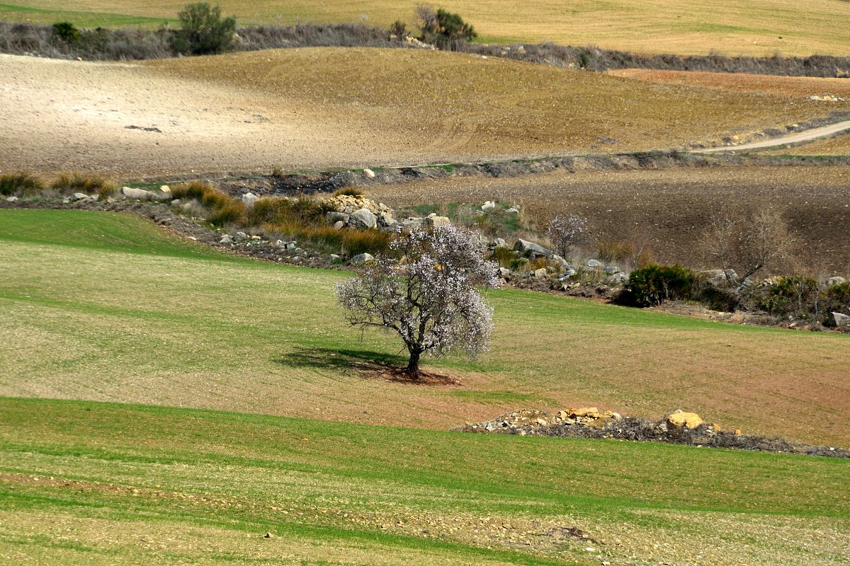 介绍一下神里绫华
