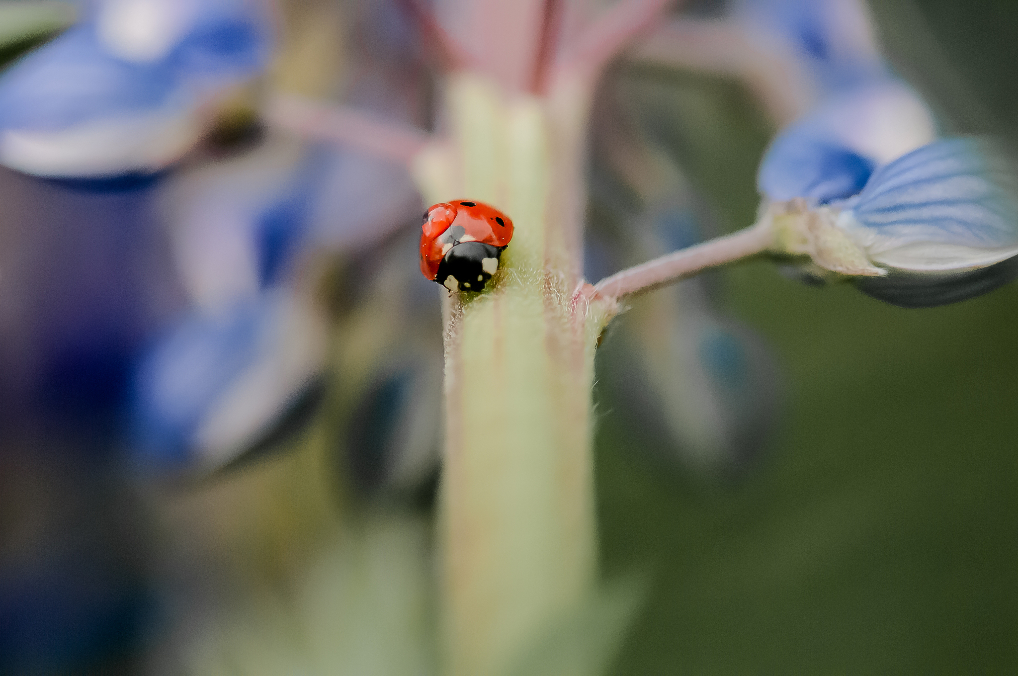 ladybird by evening