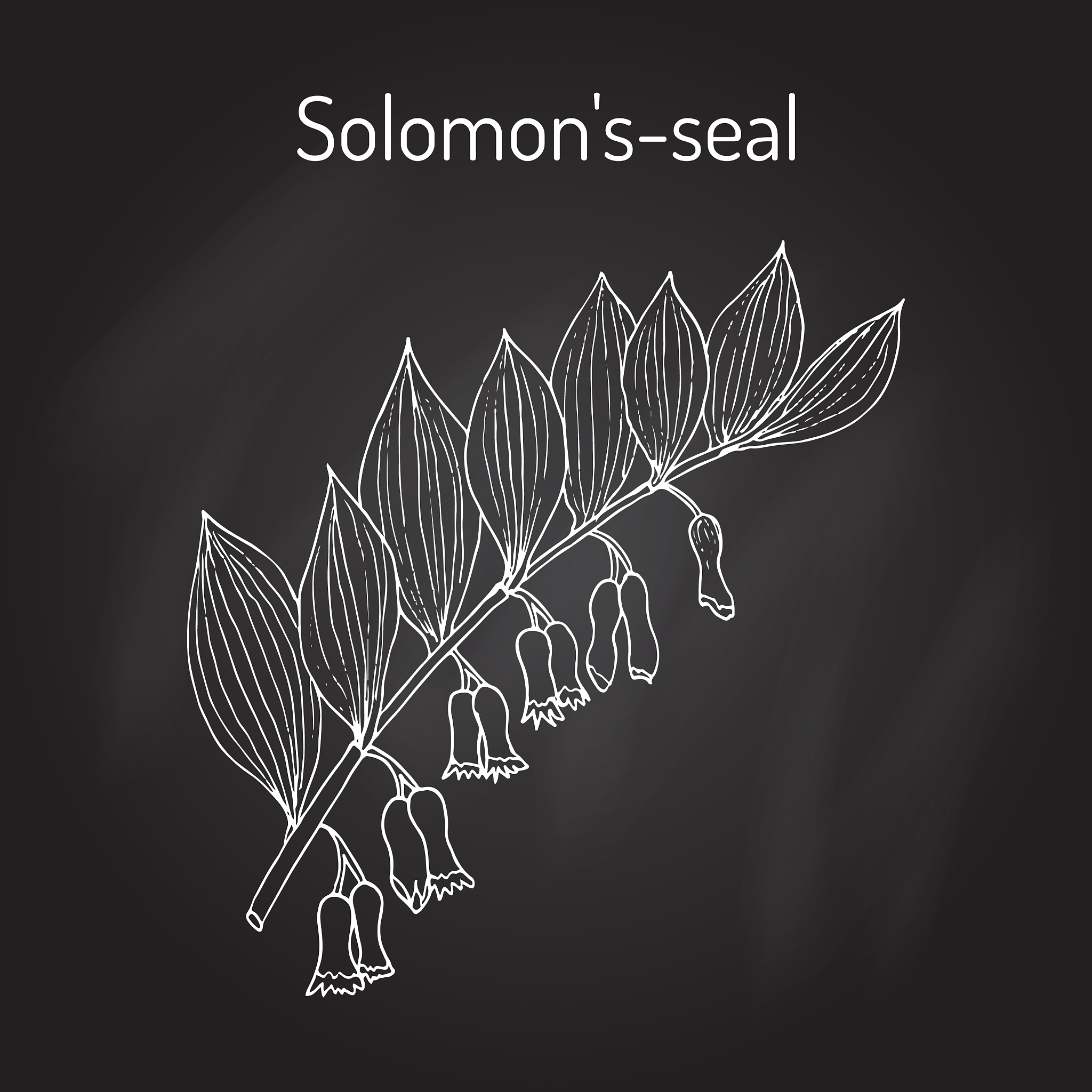 solomon s seal polygonatum multiflorum medicinal