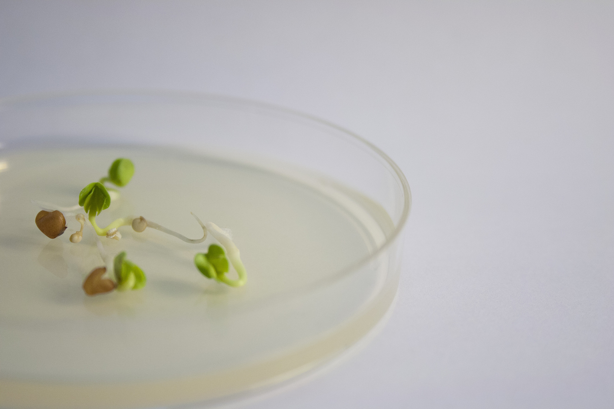 观察不同光照条件下空心菜的生长情况实验探究结论