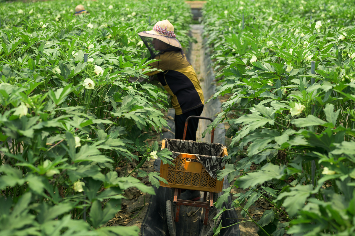 中草药种植技术专业难学吗？主修课程有哪些？