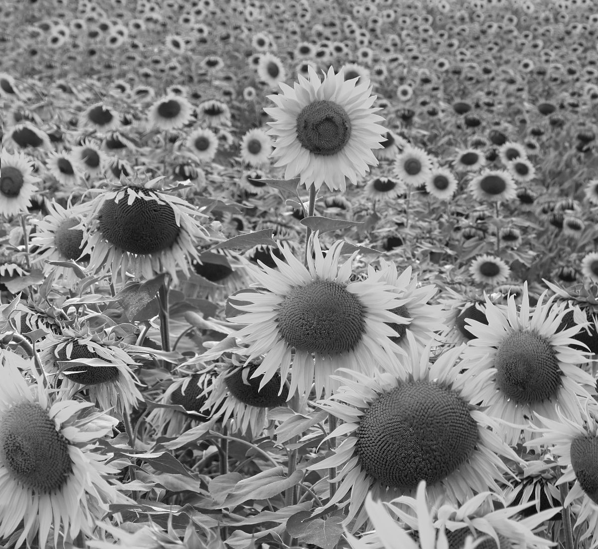 摄影入门指南：从光线到构图，全面提升你的摄影技巧