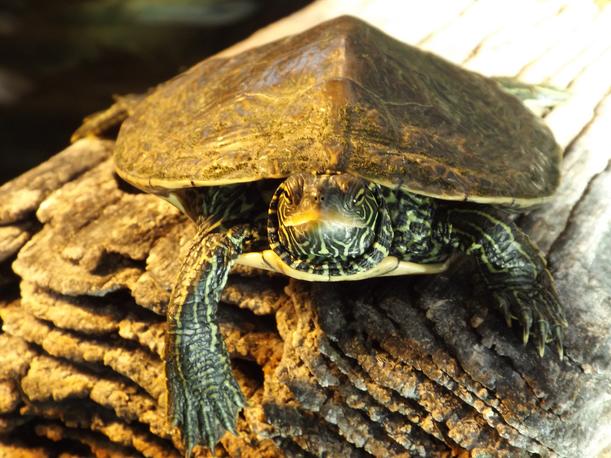 turtle
