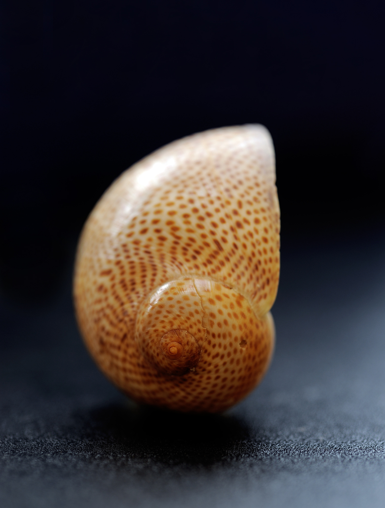 虎骨真假鉴别：快速识别方法