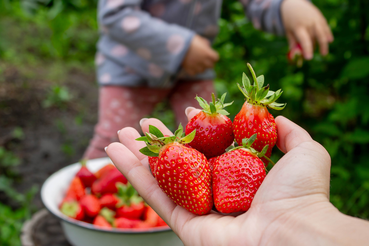 如何发挥草莓的休闲旅游功能