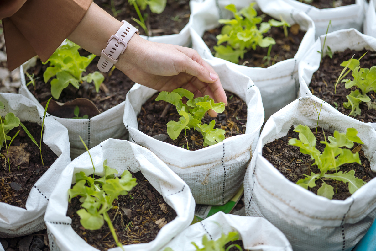 育苗技巧：从土壤到管理，轻松培育健康幼苗