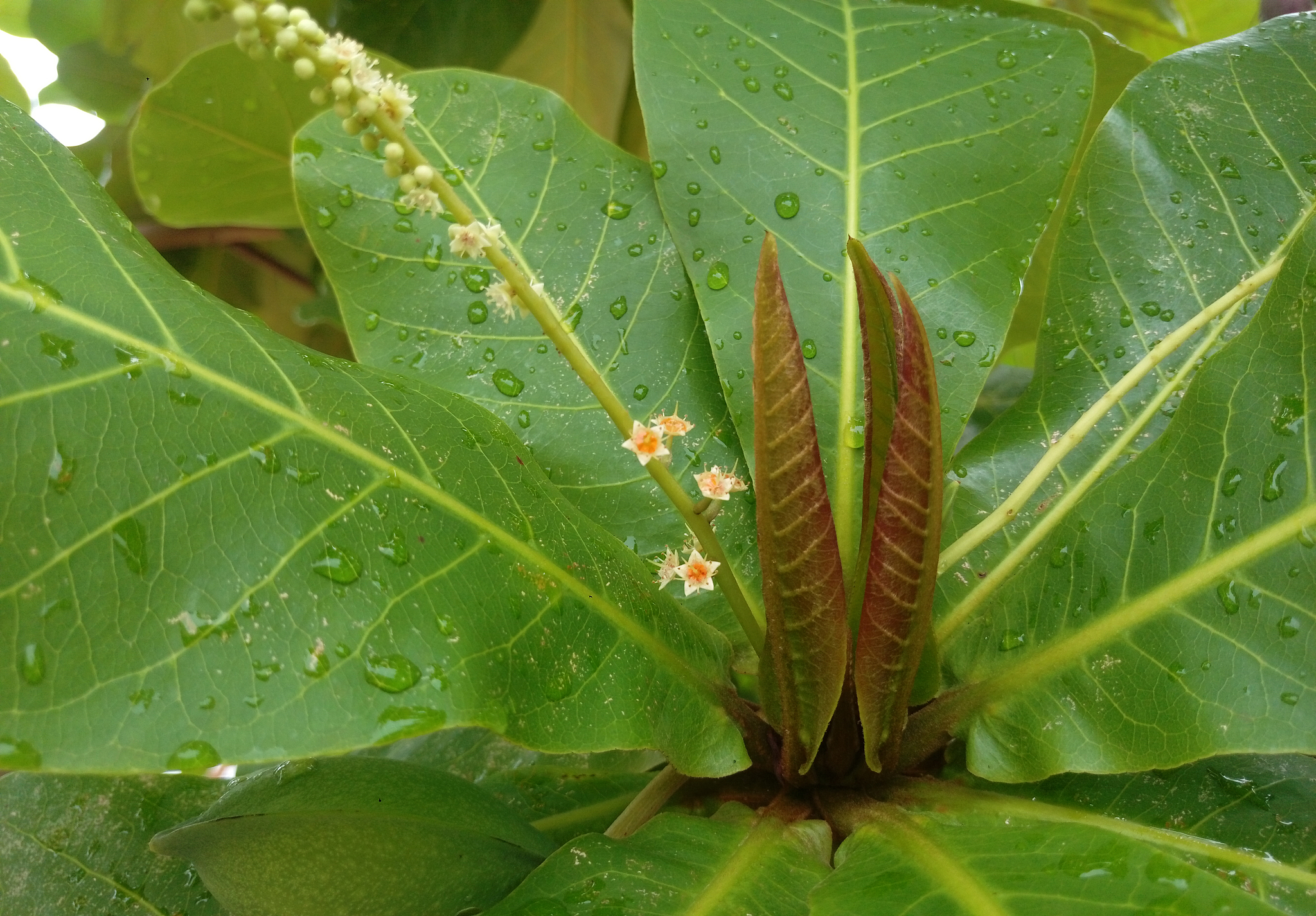 flowers of the african almond tree