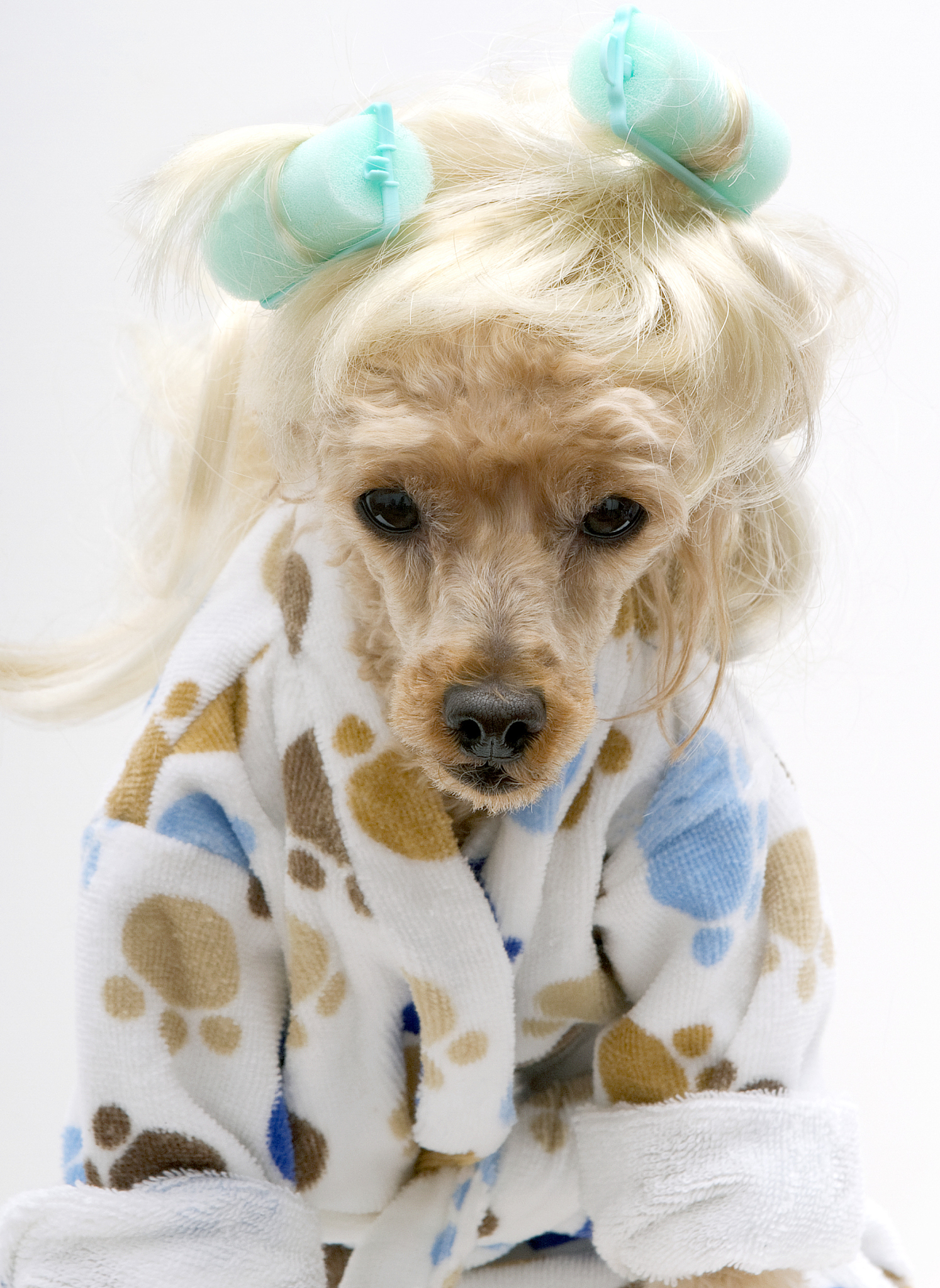 用英文解释一下glamour puss什么意思？