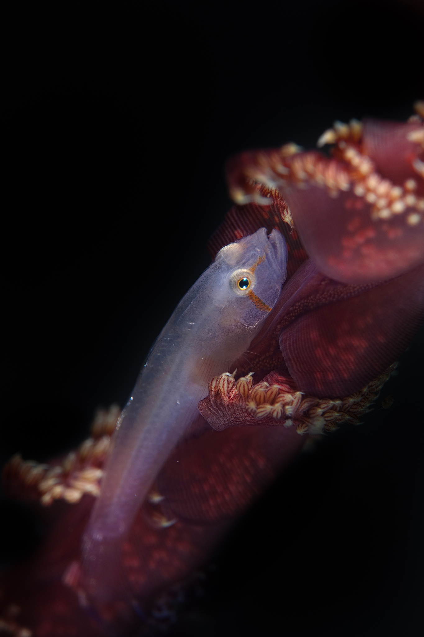 雷龙鱼：品种介绍、习性、饲养指南 - 水族爱好者必备
