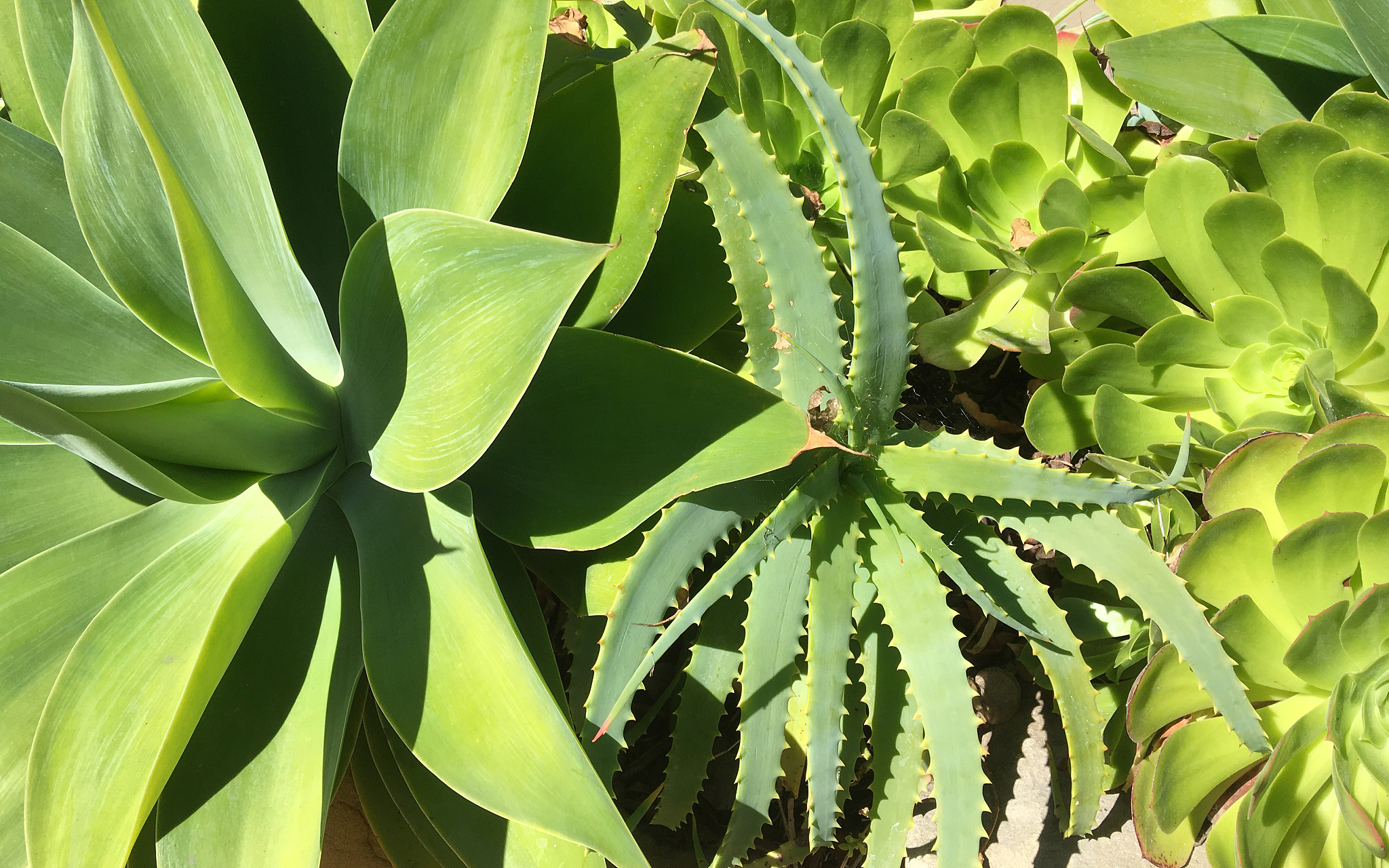 mix of succulents