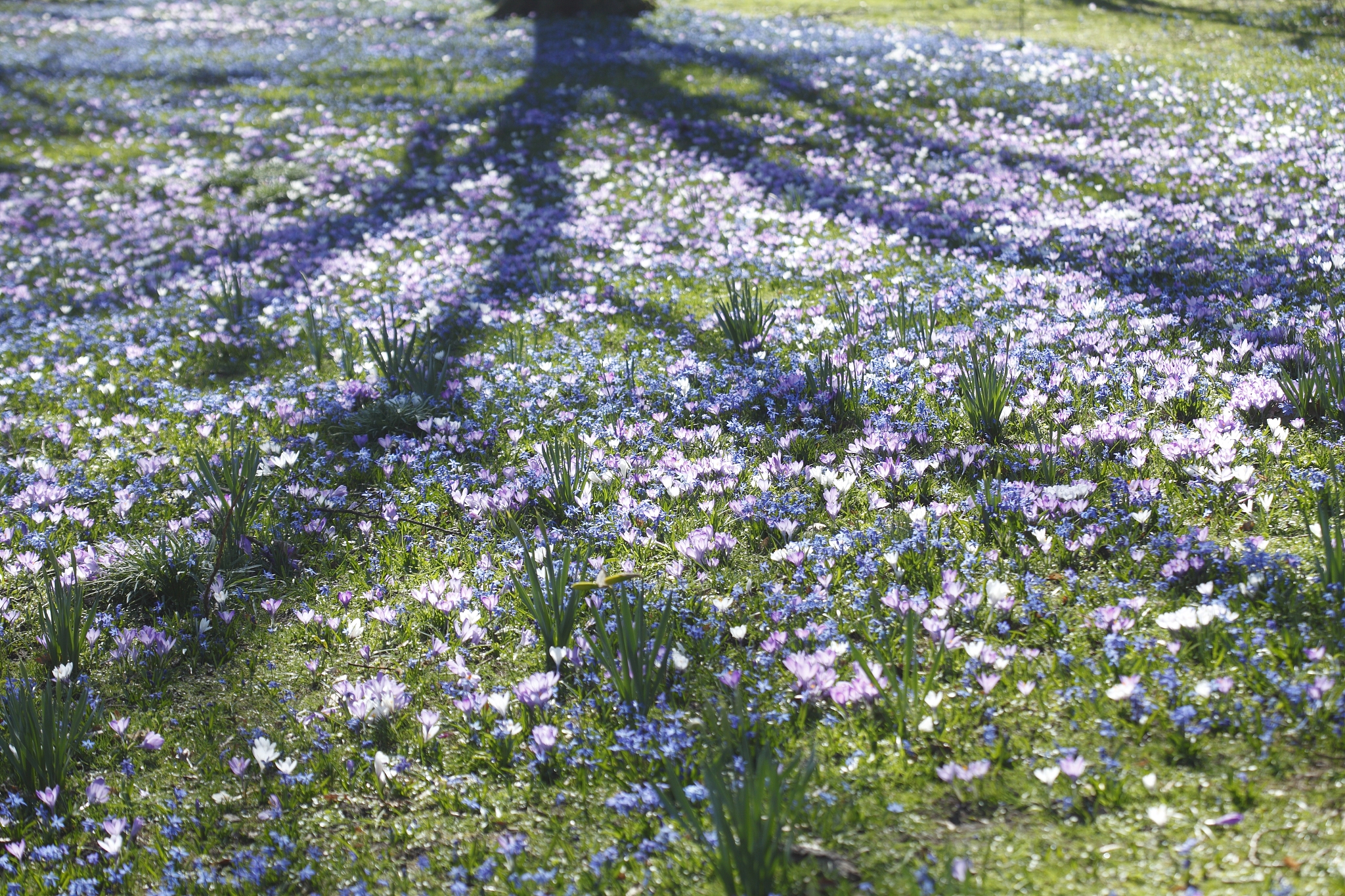 krokusblüte, blausternblüte, blumenwiese