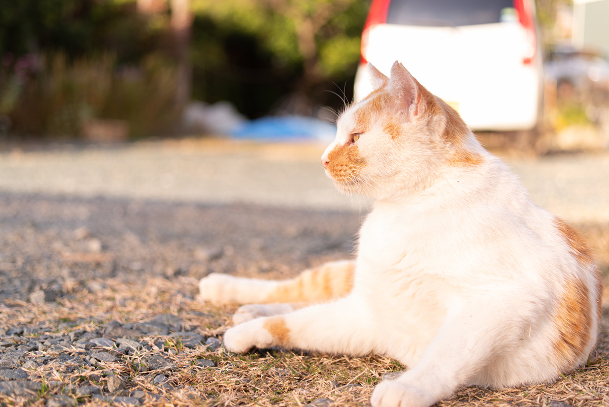 请模拟小猫说话