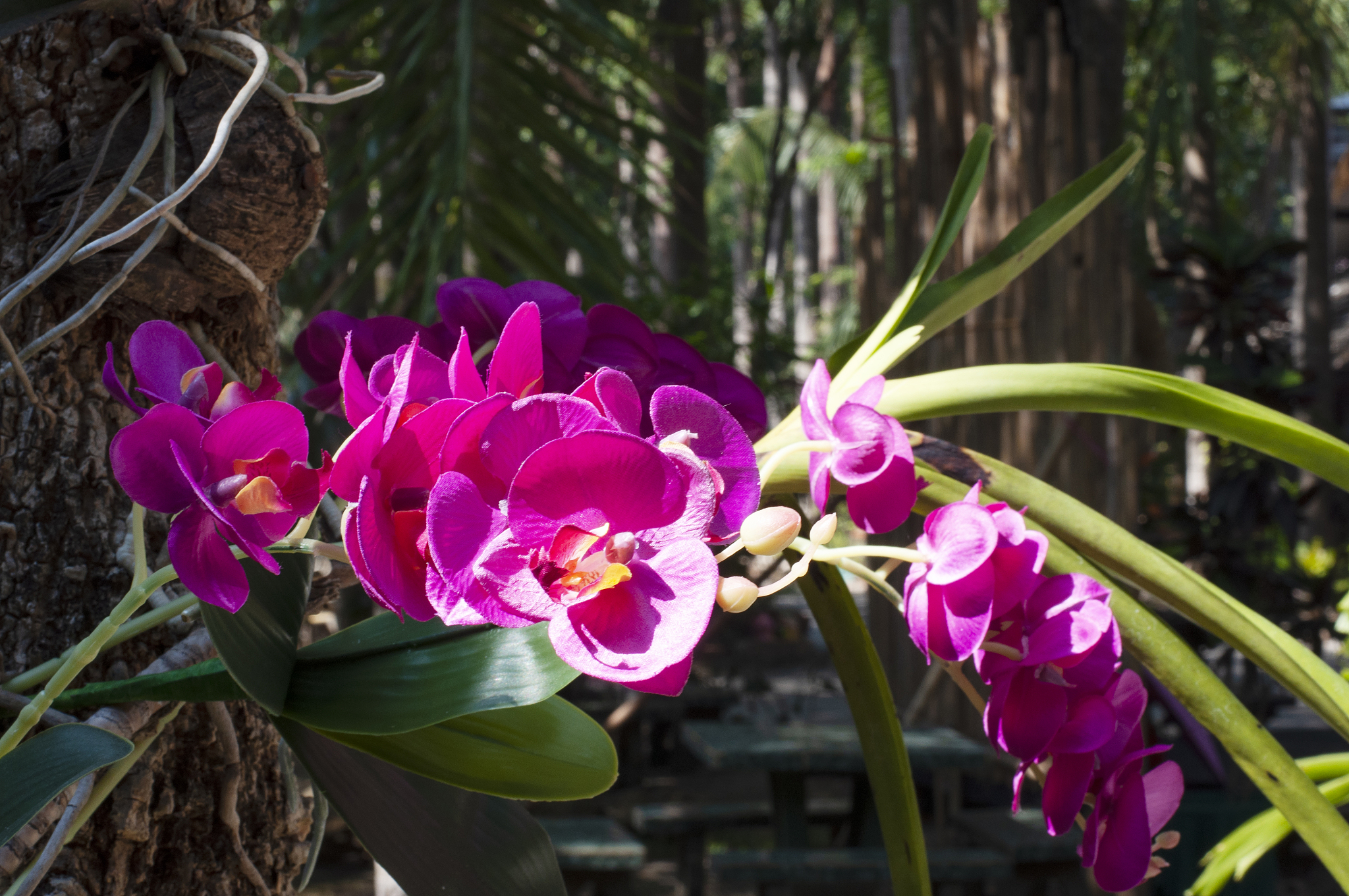 purple orchid flower. beautiful orchid blossom in the garden.