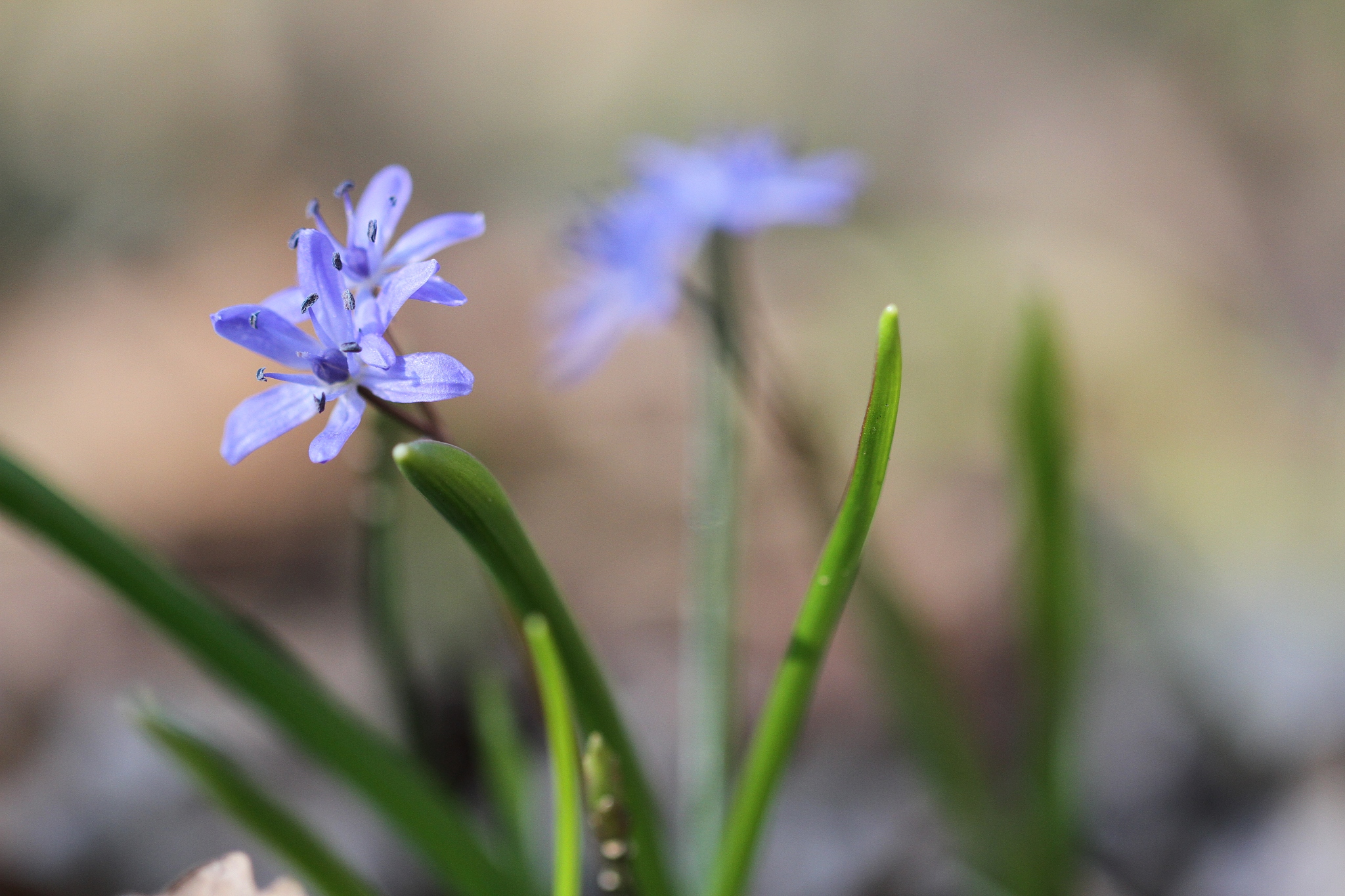 close-up of purple flowering plant