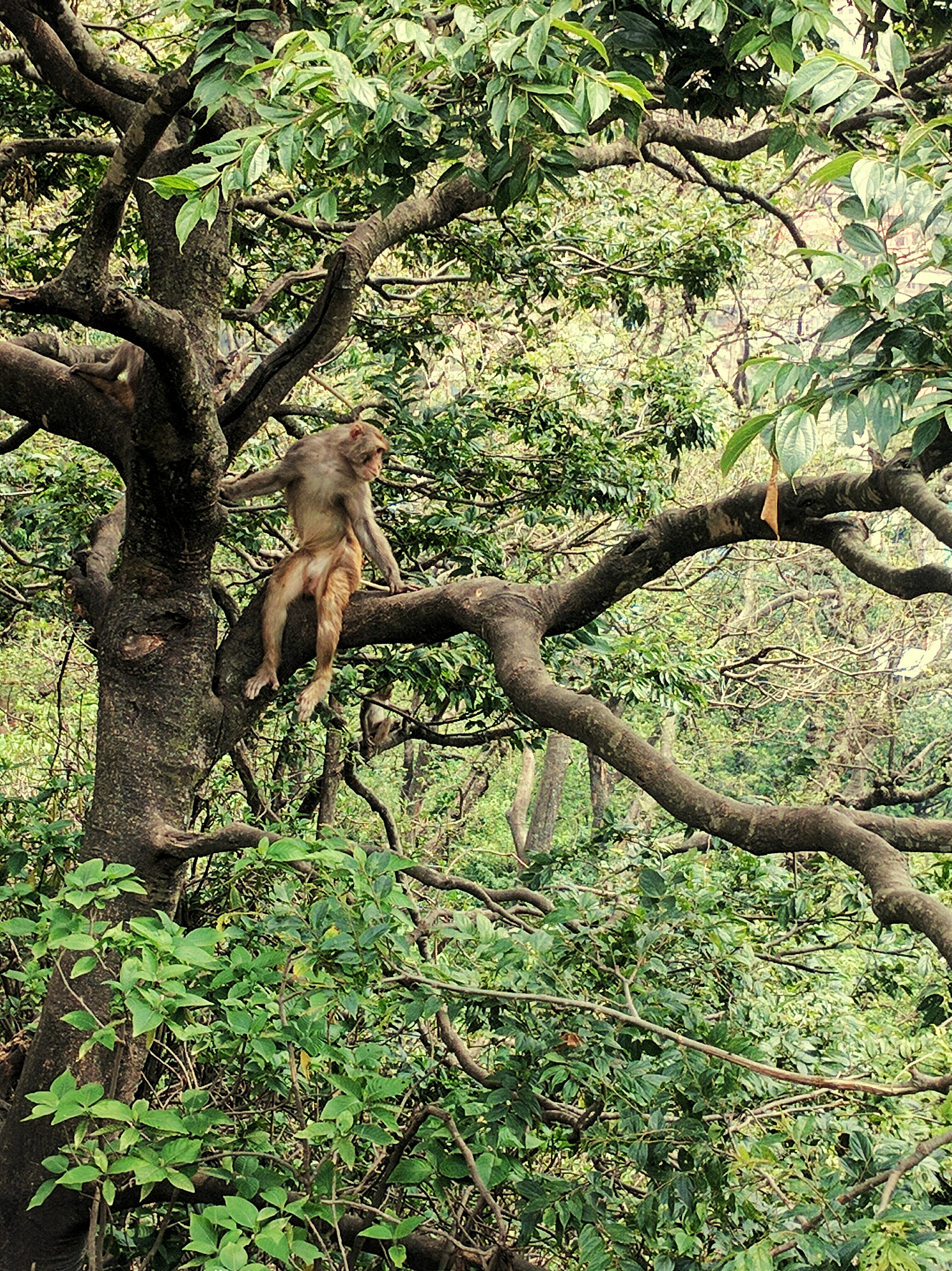 树上几只猴子？你需要告诉我更多！