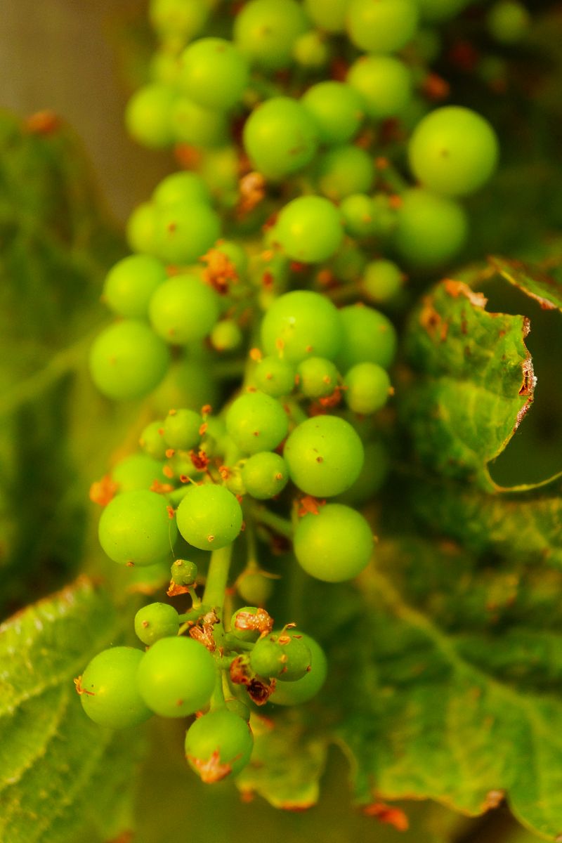 卢江等对圆叶葡萄