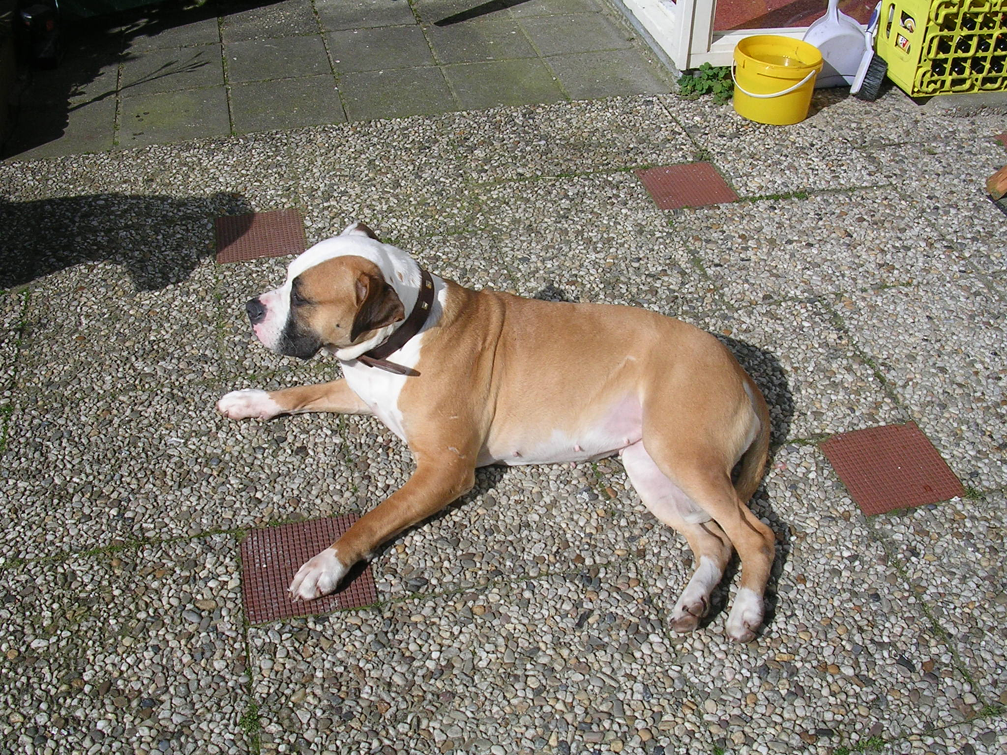 狗能吃挖掘机么