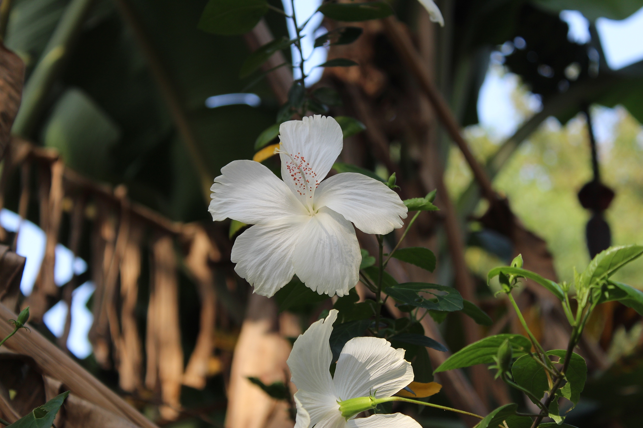 福能源的石榴沙棘钙是什么颜色的？