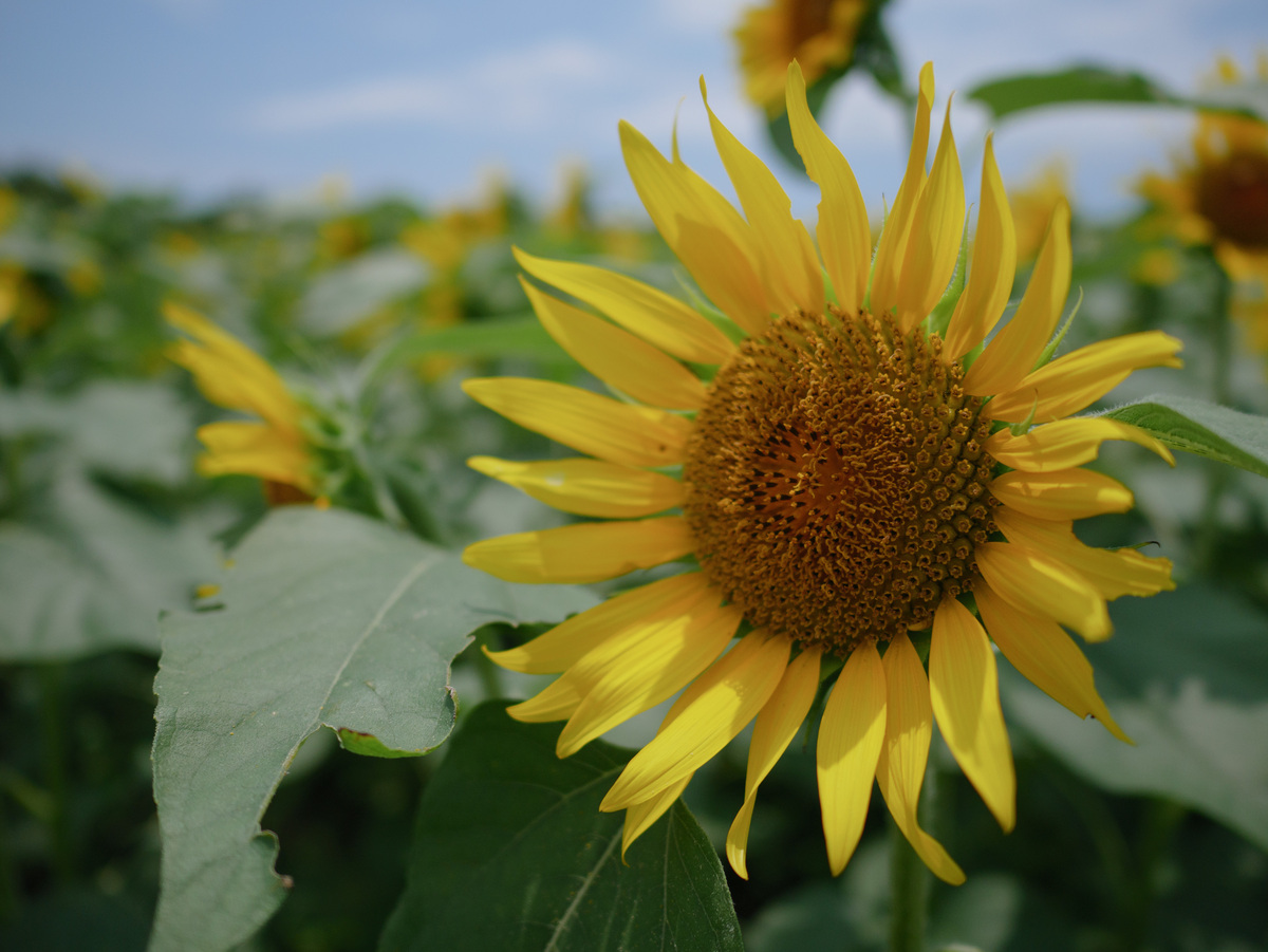 写一篇自身培育向日葵的《生命培育实践报告》