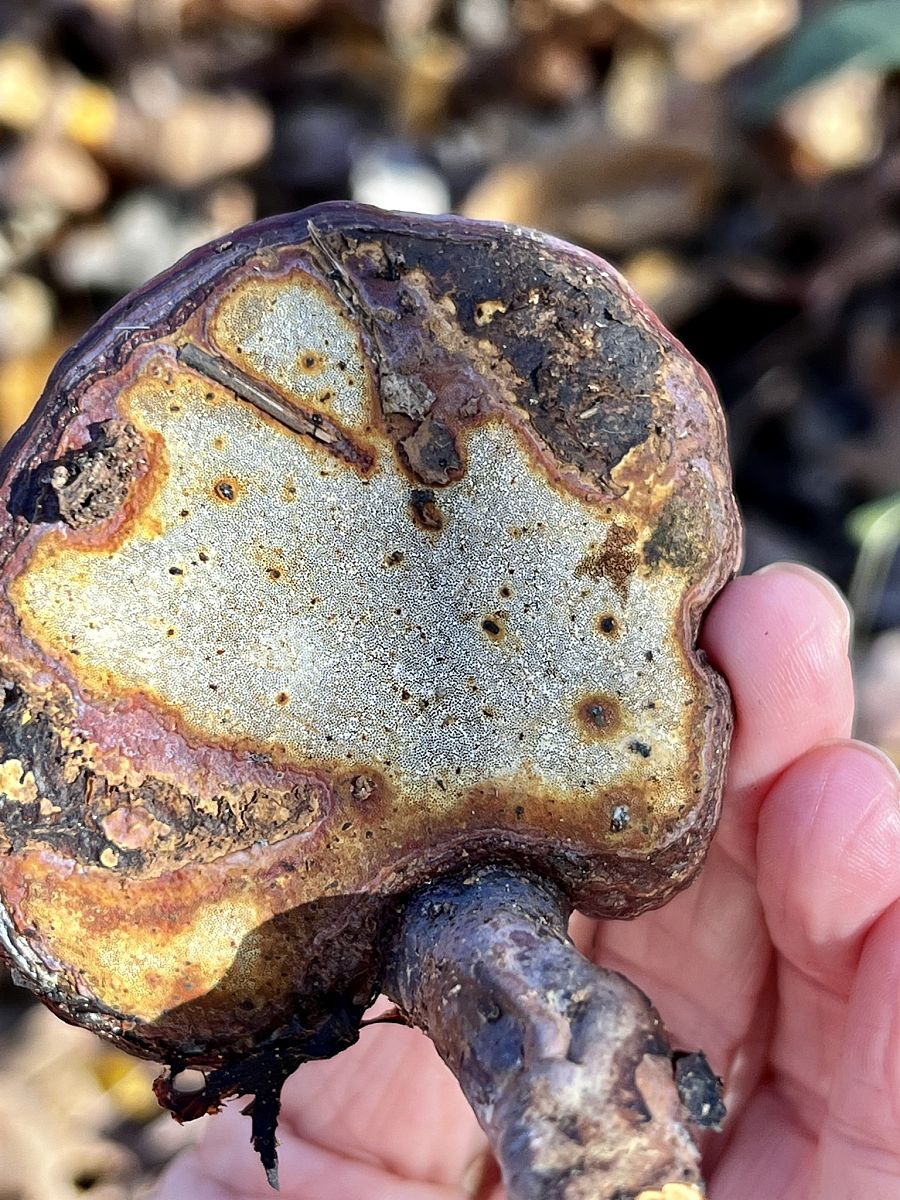 灵芝孢子粉功效：增强免疫力、抗肿瘤、抗炎镇痛等