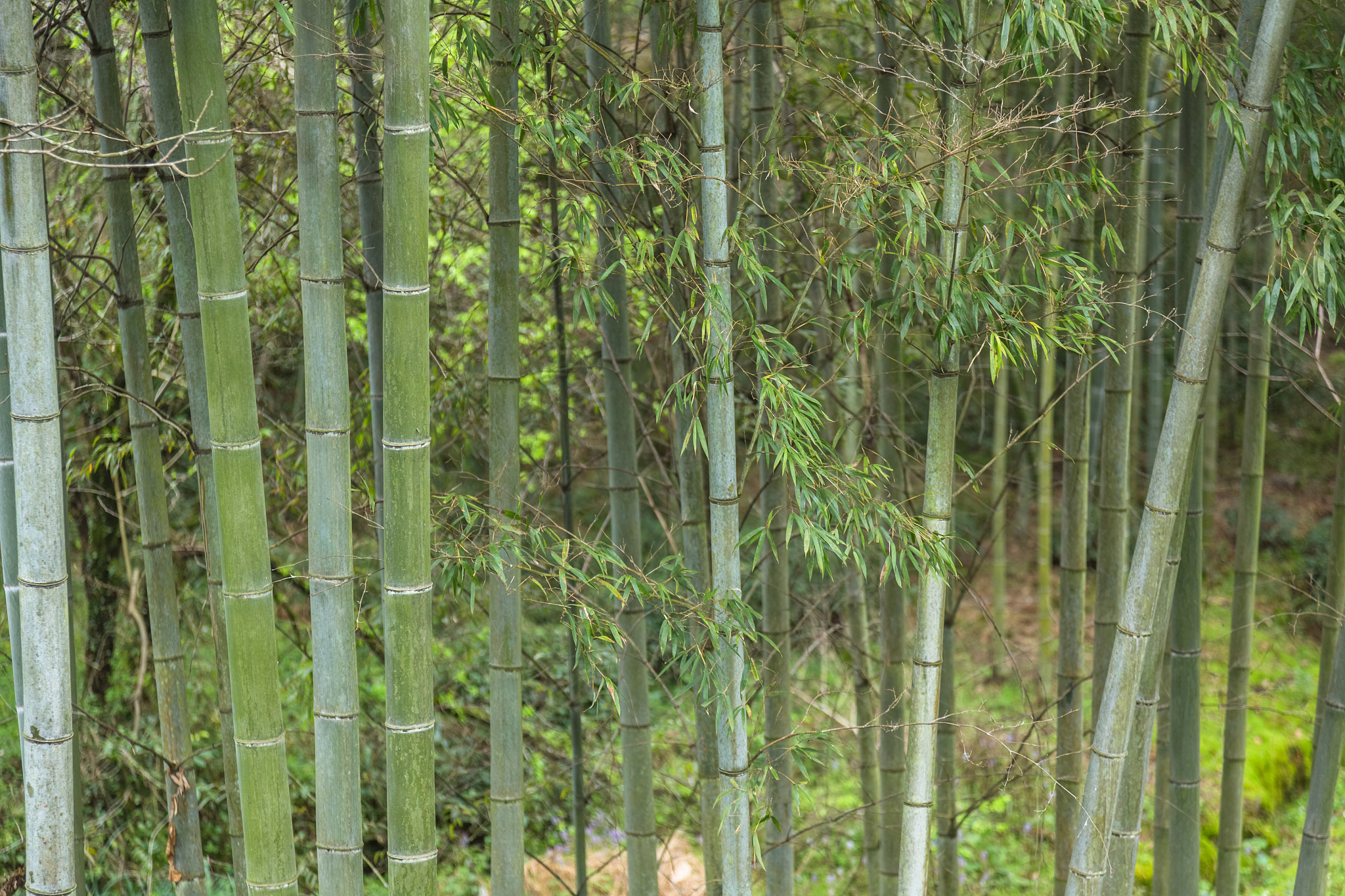 bamboo forest in yixing