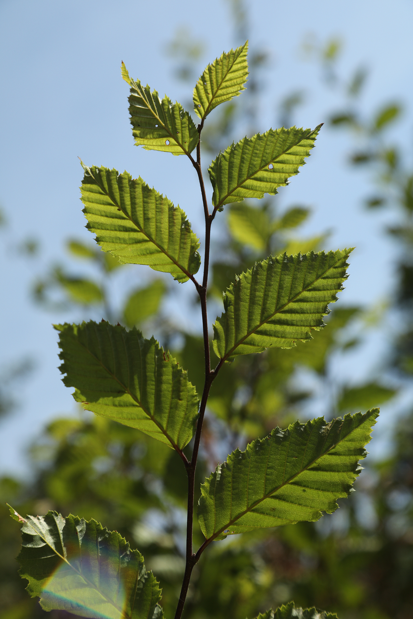 green leaf in summer