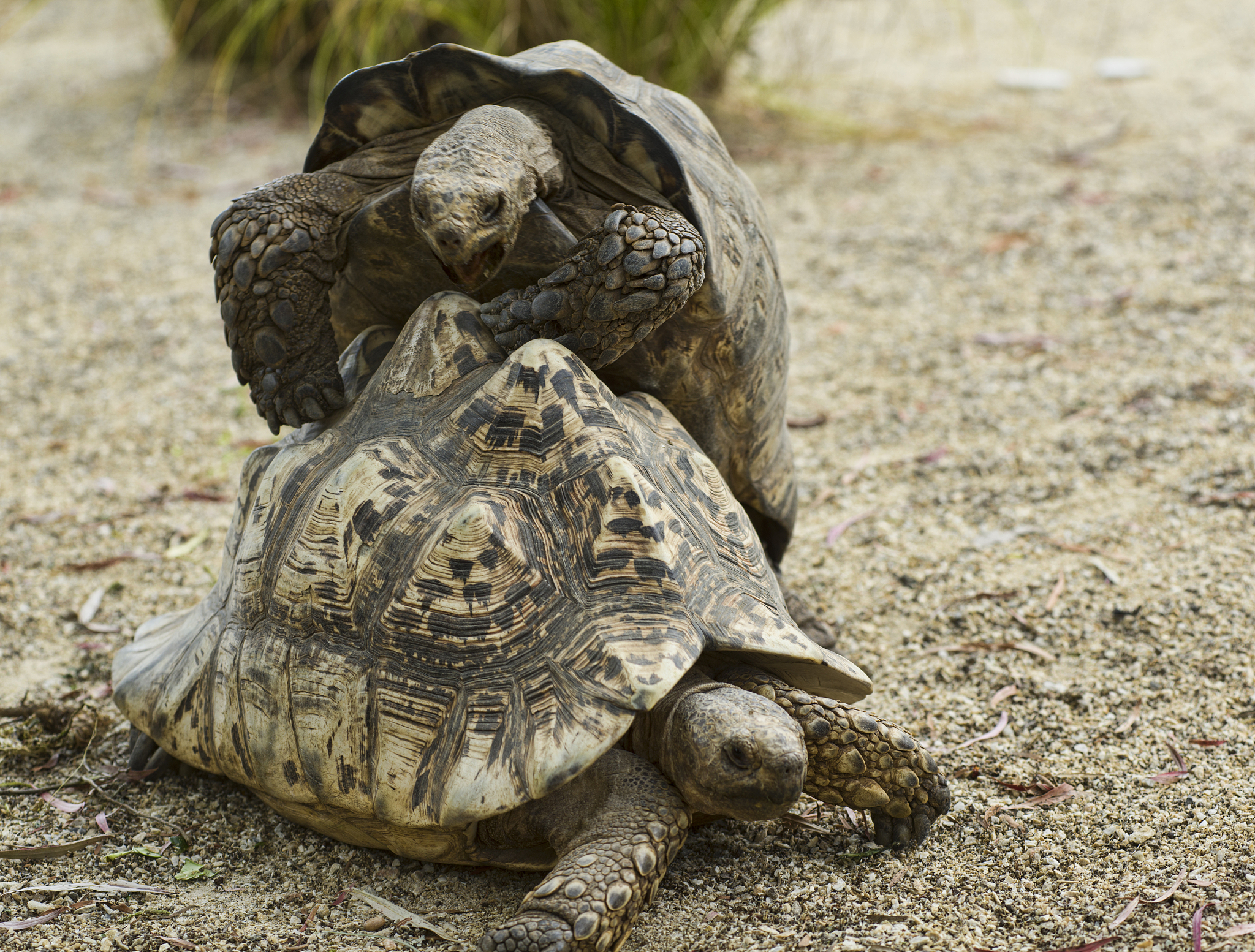 two turtles
