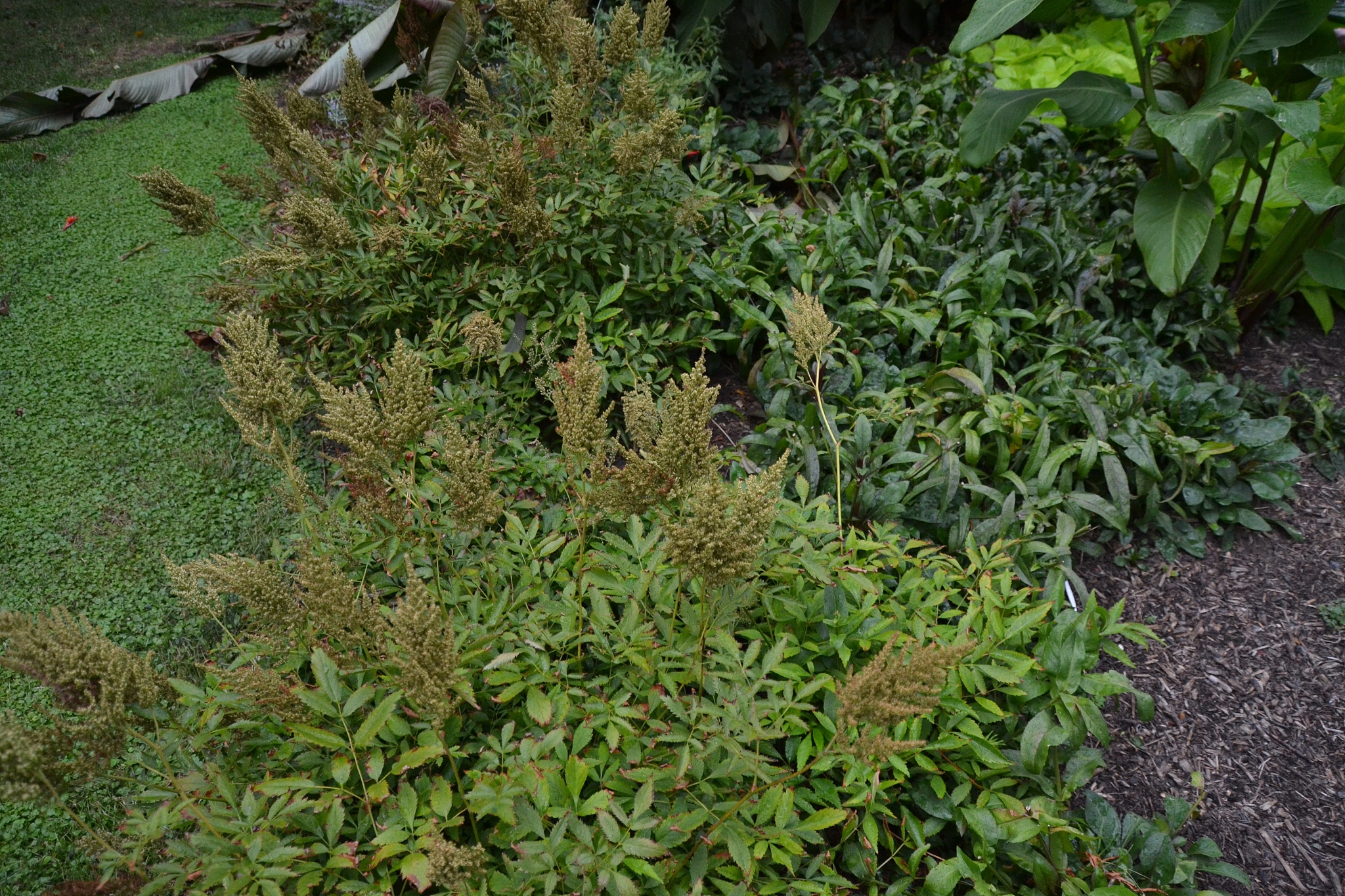 用以下内容帮我写1个新闻稿1、草原铁骨丹有效果吗 有效果2、草原铁骨丹吃多久有效 1-3个月效果最好补益肝肾祛湿通络活血止痛。用于肝肾不足、风湿瘀阻所致的痹病症见骨节疼痛、腰膝酸软、肢体麻木拘挛。