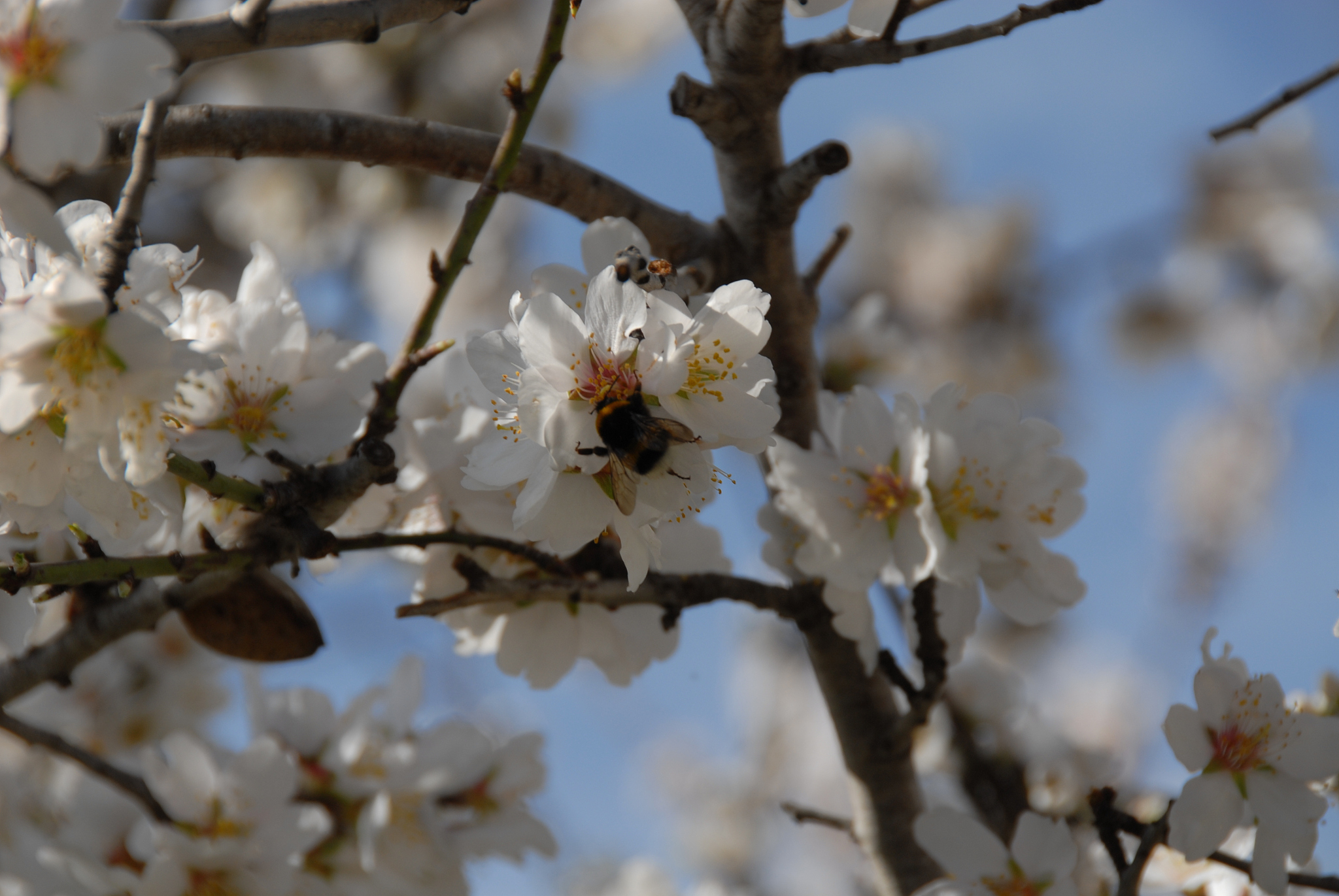 mandelblüte in spanien