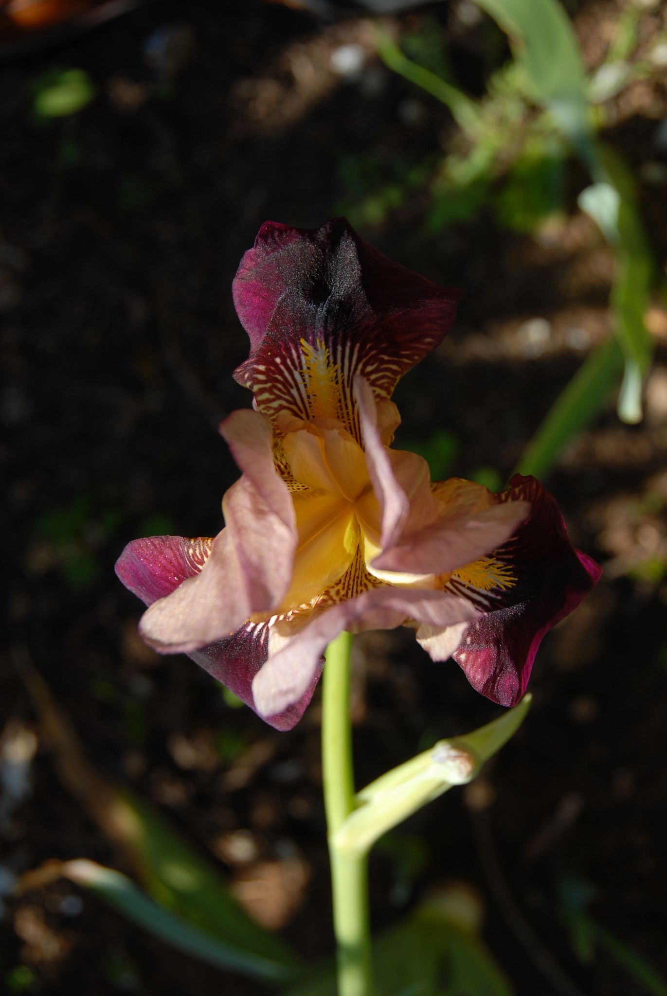 blüte der schwertlilie in spanien