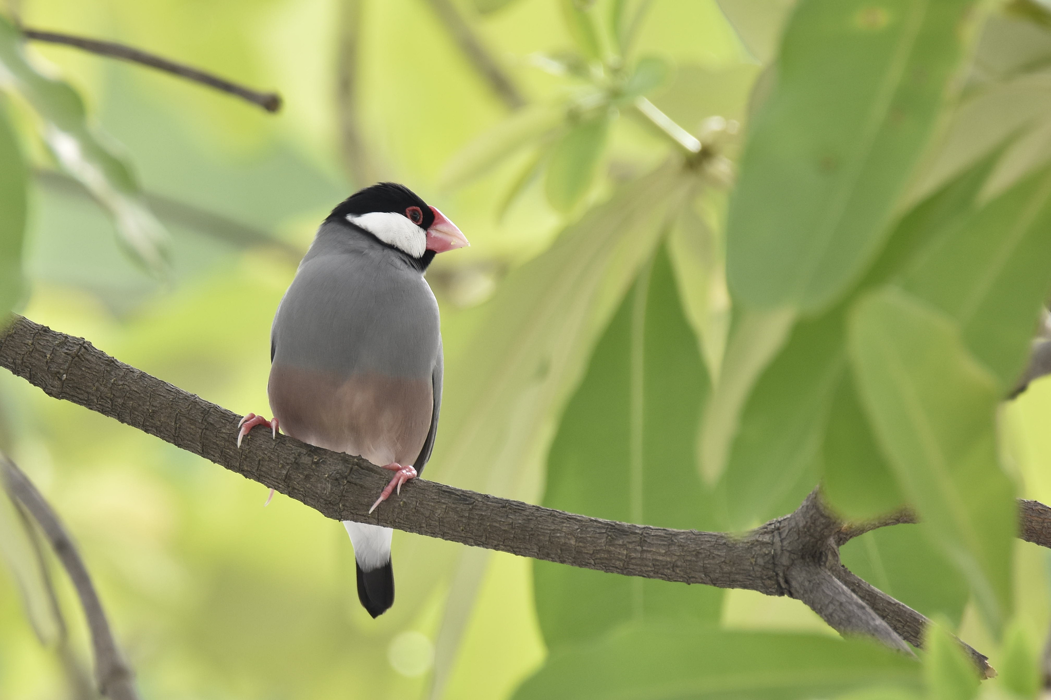 Java 绘制小鸟和柱子模型代码示例