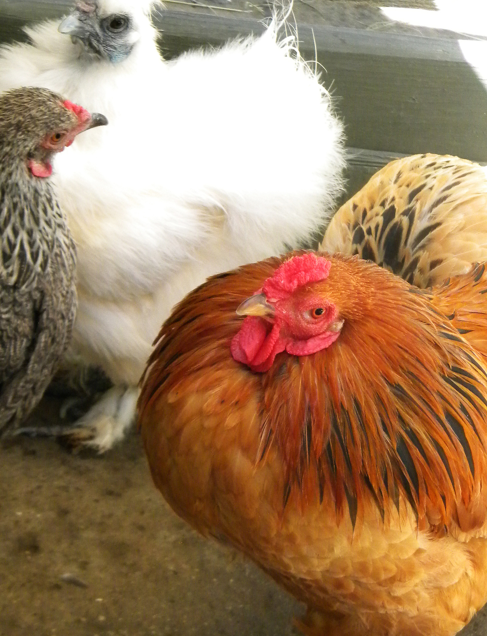 非常好工作使我的公鸡困难