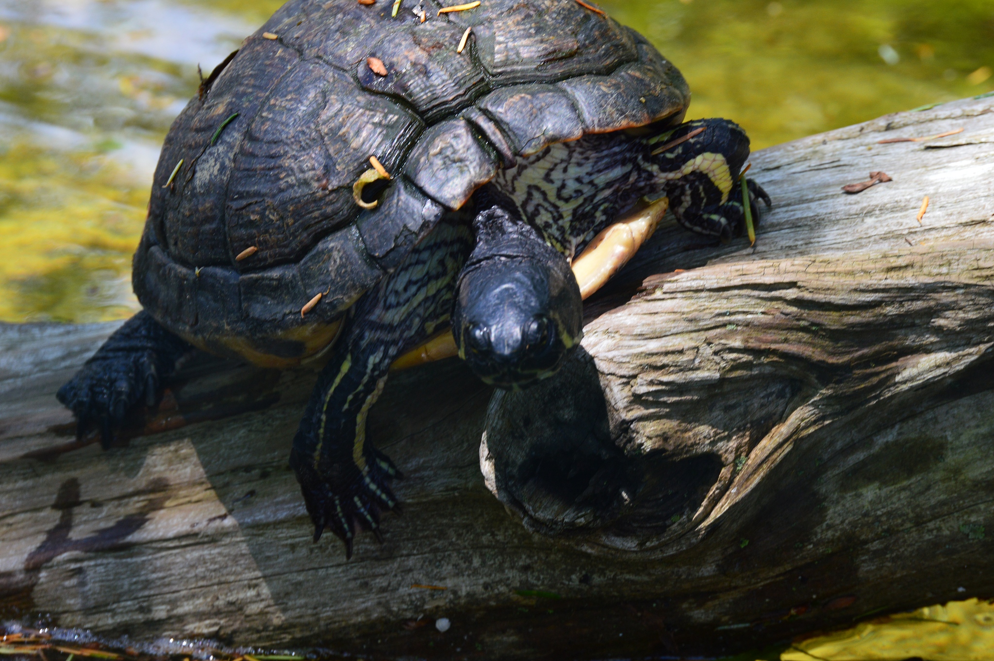 turtles